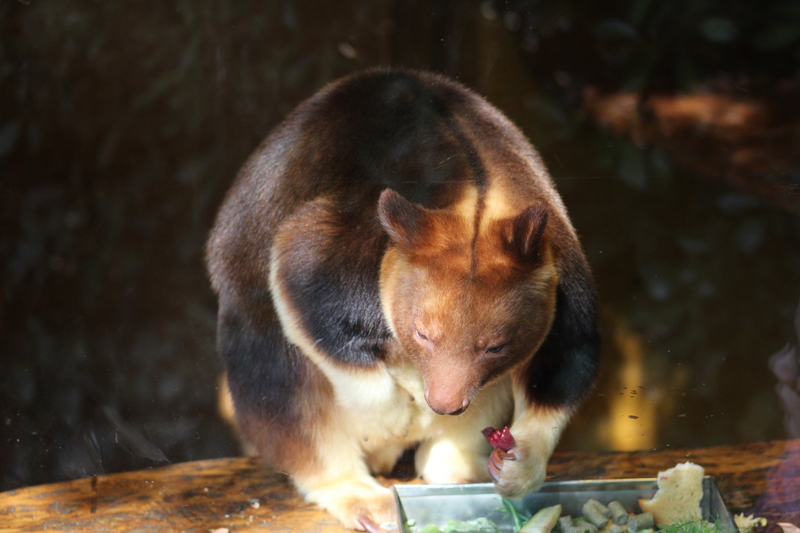 Buerger's Tree-Kangaroo