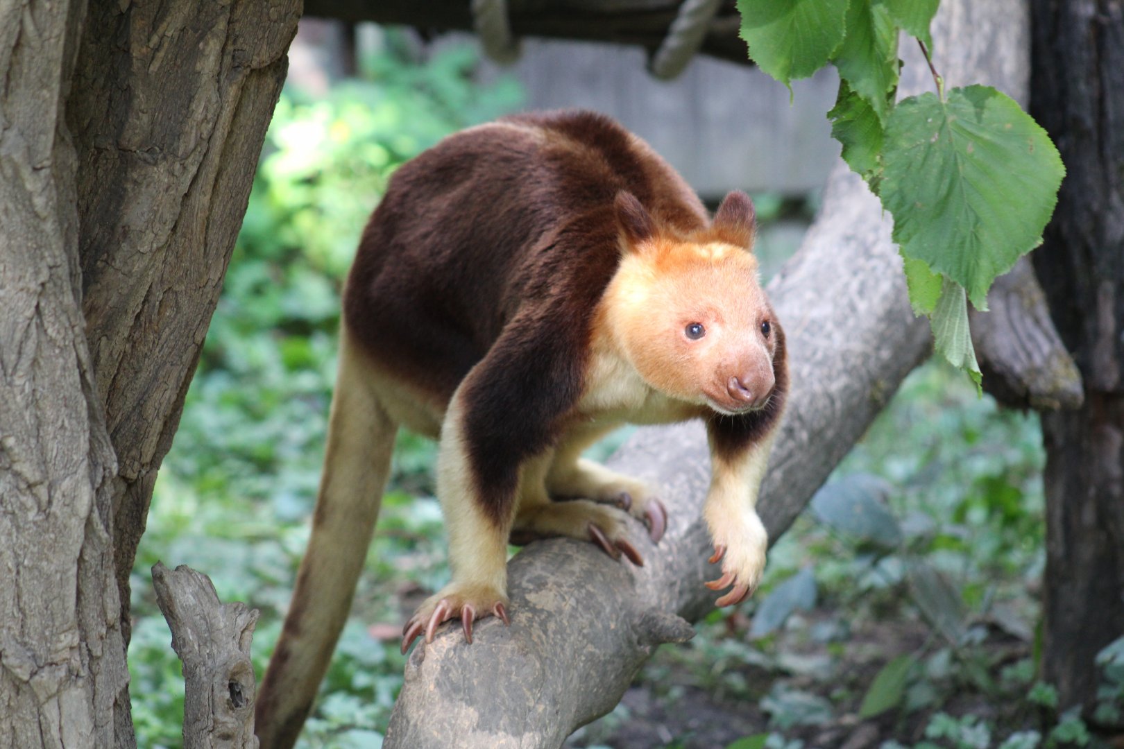 Buerger's Tree-Kangaroo