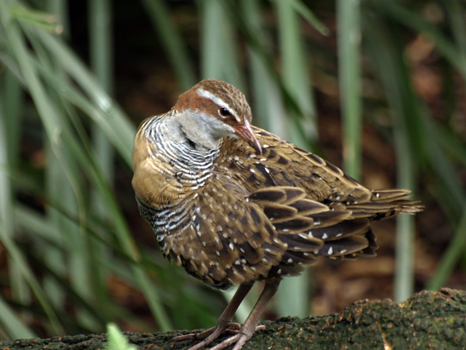 Buff-banded Landrail