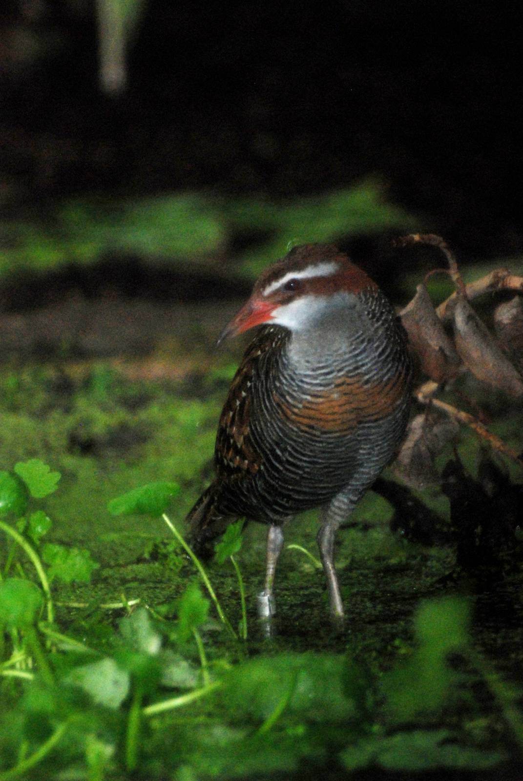 Buff-banded Rail at Avifauna, 04/06/12