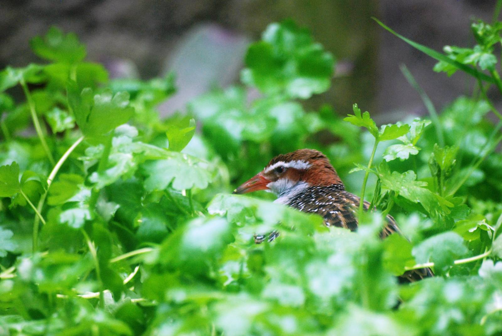 Buff-banded Rail at Avifauna, 04/06/12