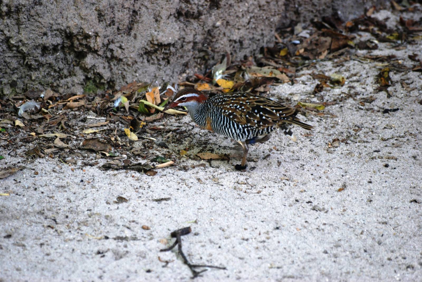 Buff-banded Rail at Miami, 12/10/13