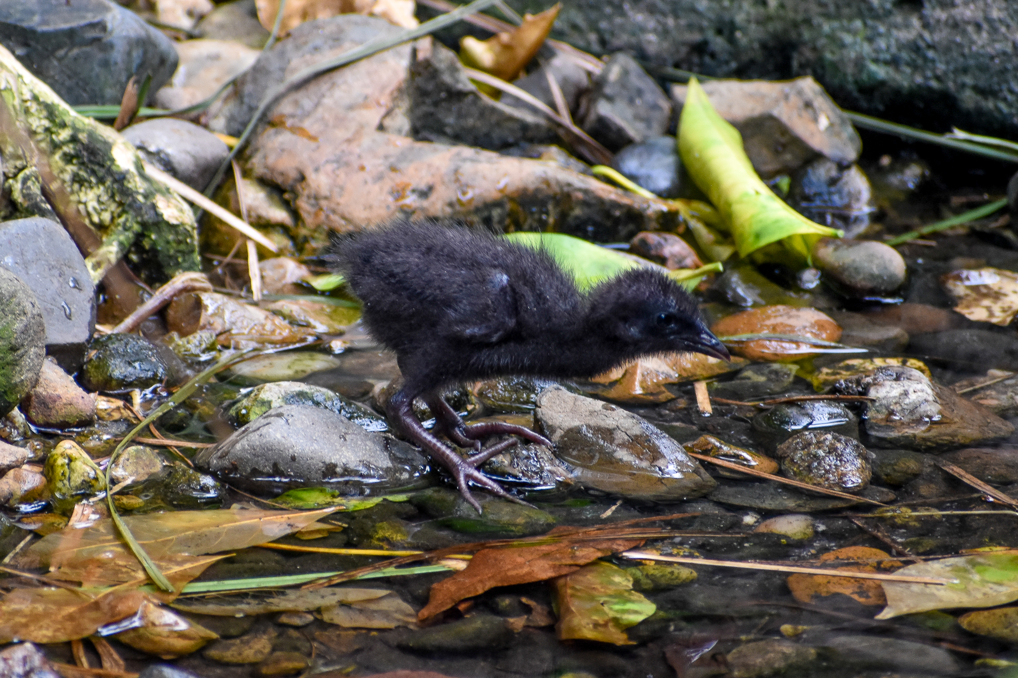 Buff-banded Rail Chick
