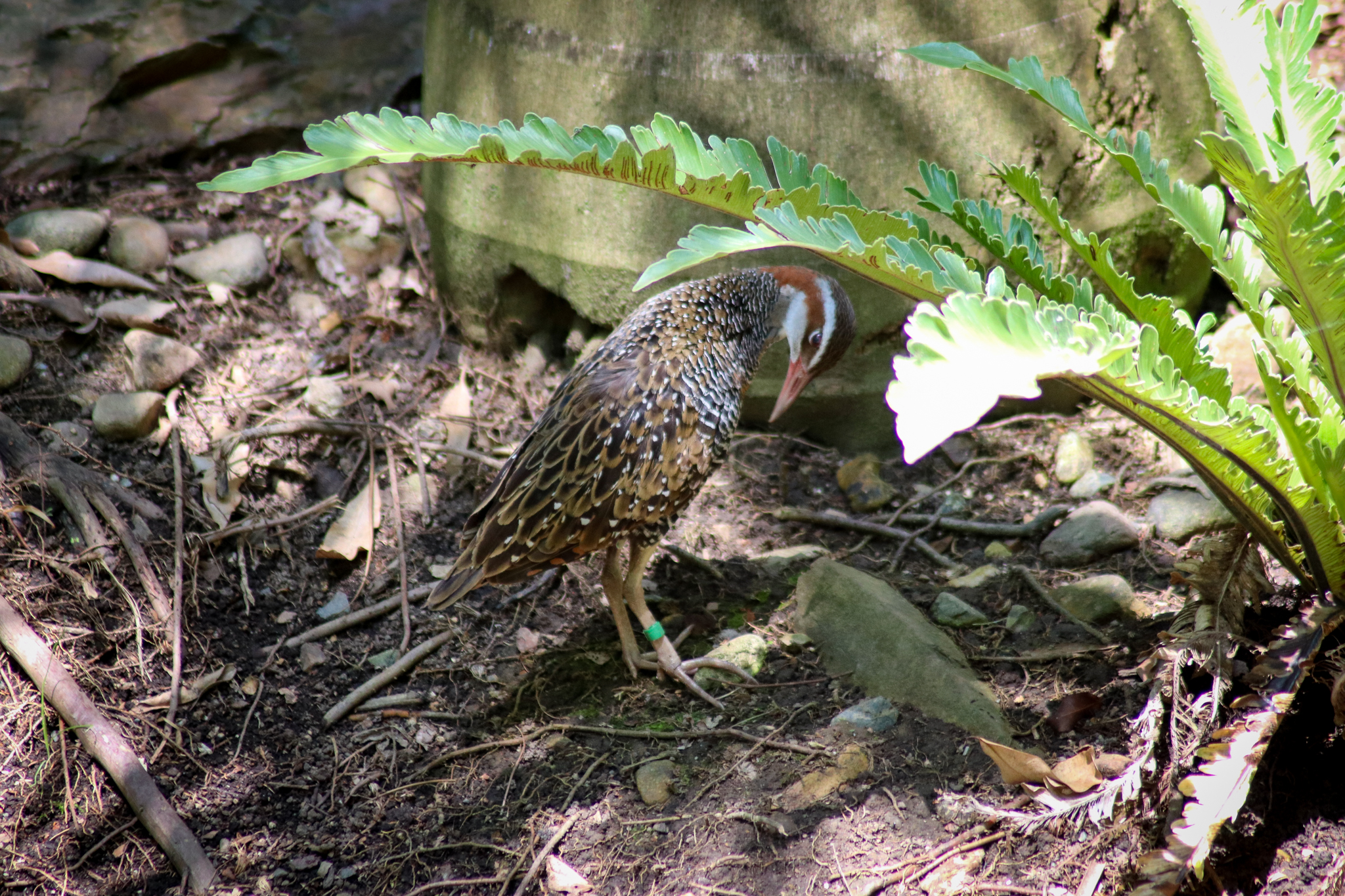 Buff-banded Rail (Gallirallus philippensis) - Lost Valley Aviary - January 2020