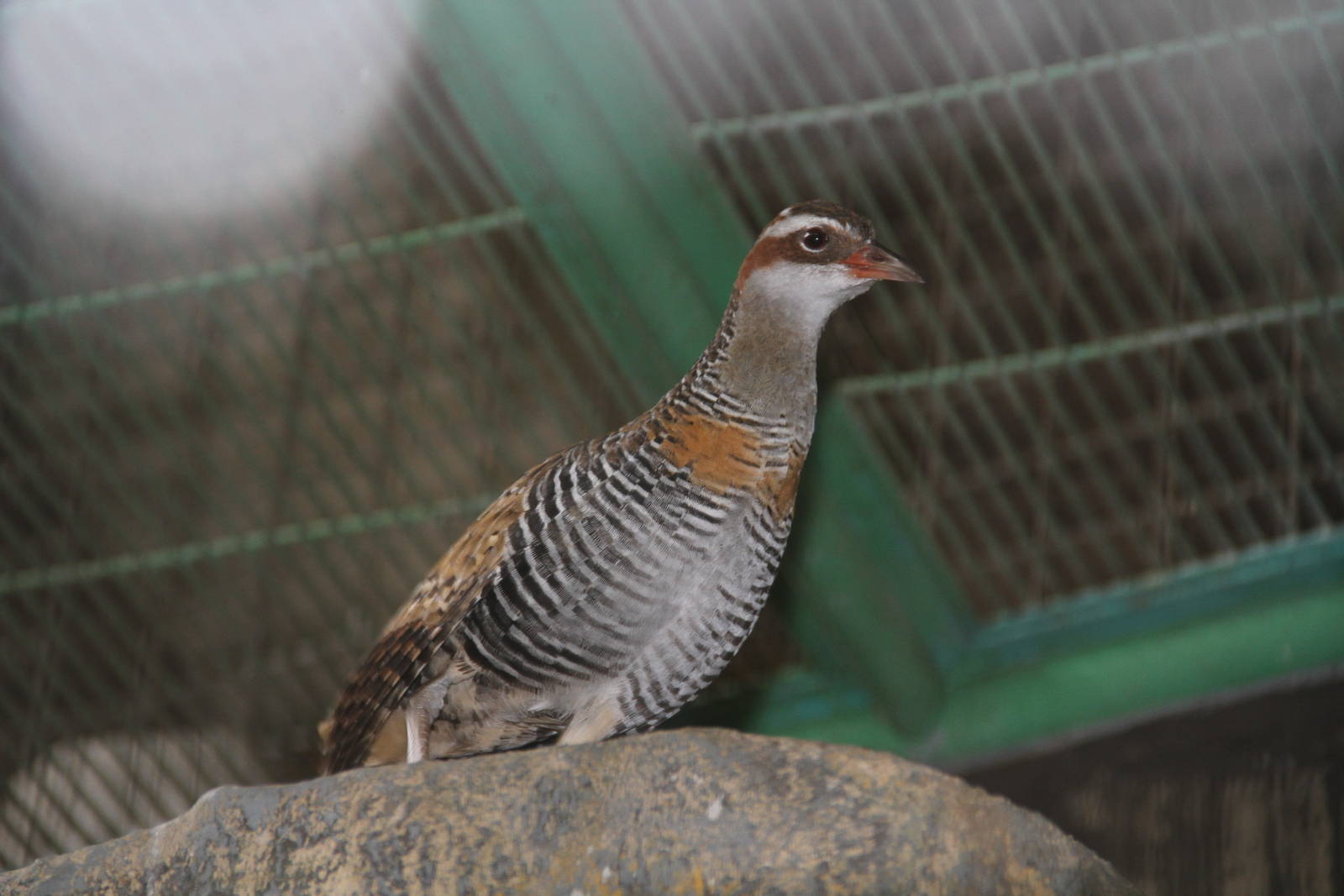Buff-banded Rail (Gallirallus philippensis)
