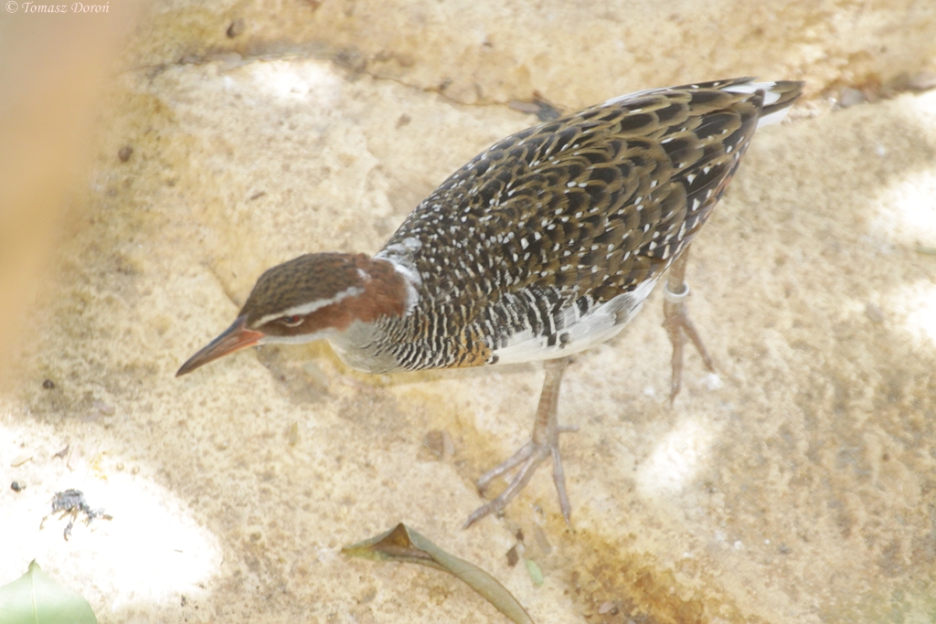 Buff-banded Rail (Gallirallus philippensis)