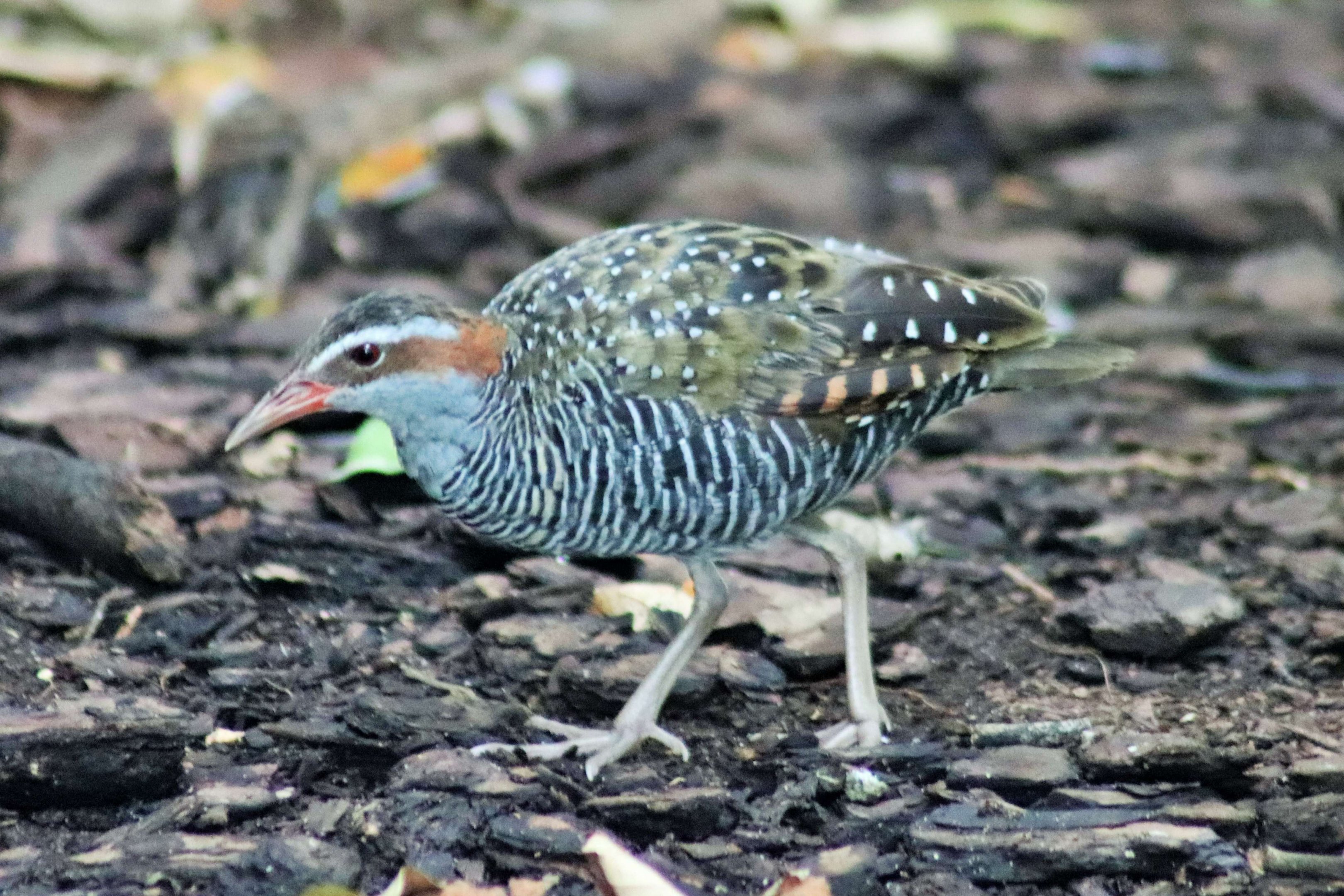 Buff-banded Rail (Gallirallus philippensis)