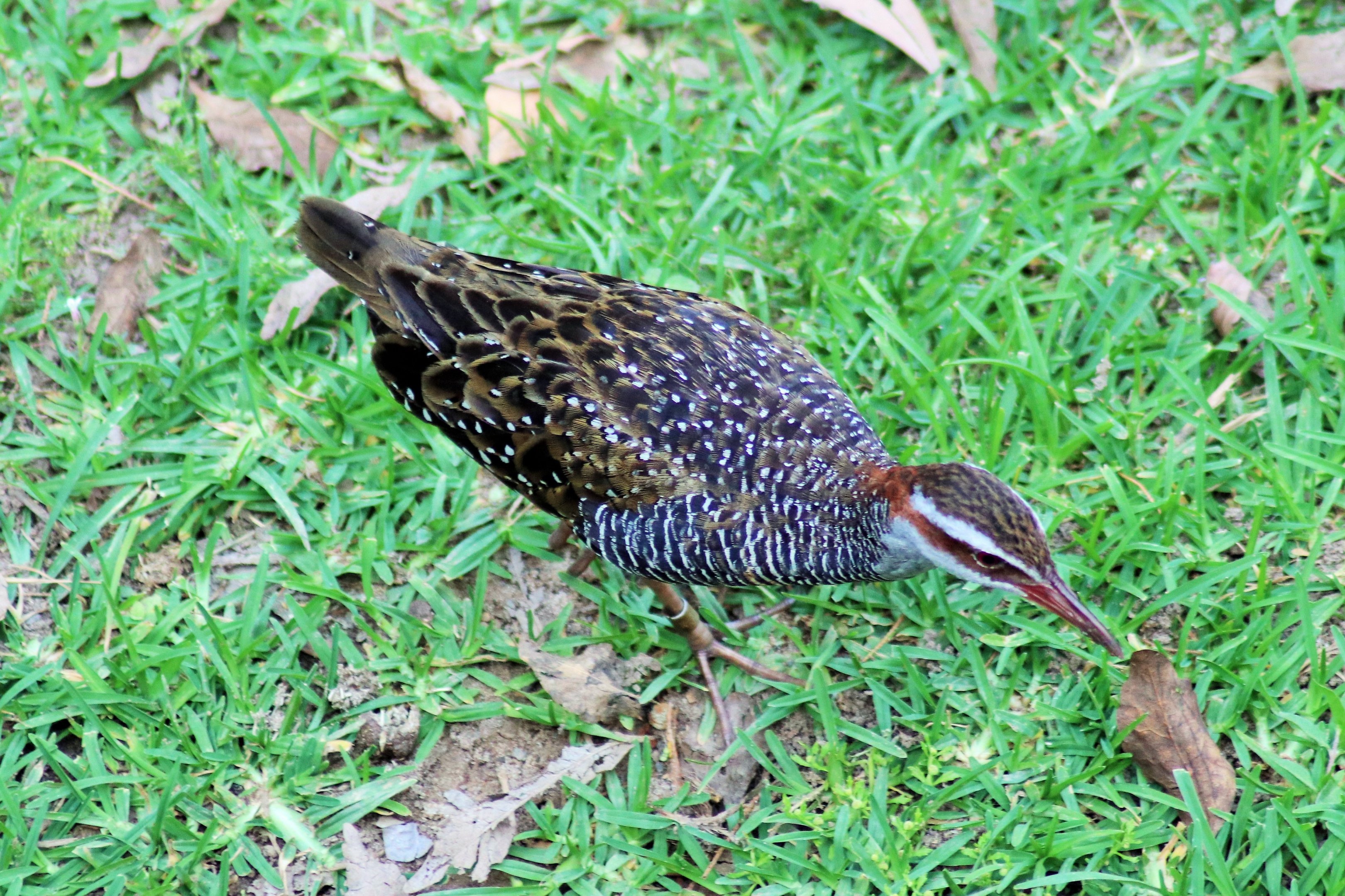 Buff-banded Rail (Gallirallus philippensis)