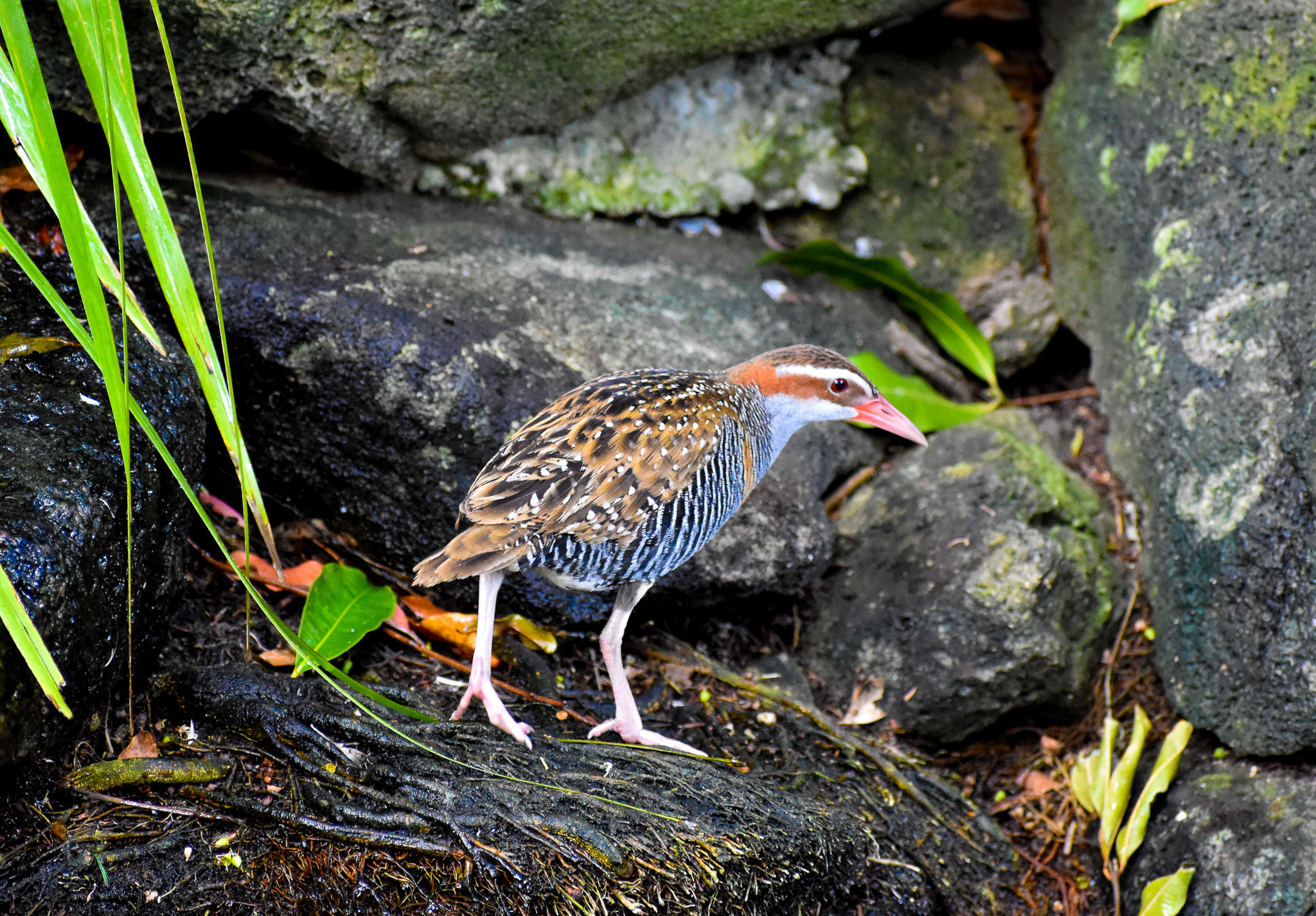Buff-banded Rail (Gallirallus philippensis)