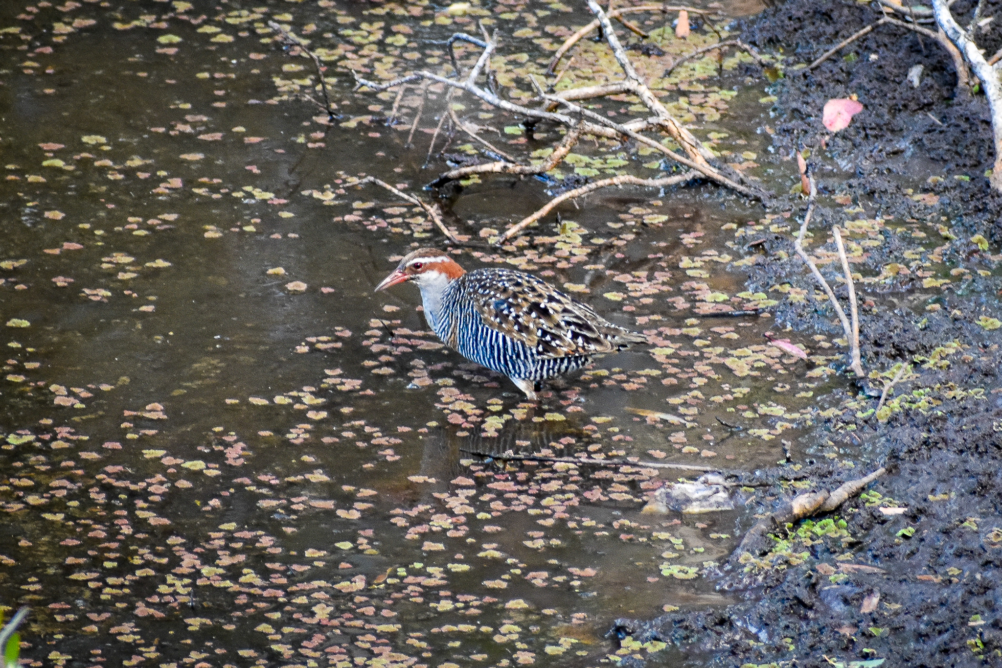 Buff-banded Rail (Gallirallus philippensis)