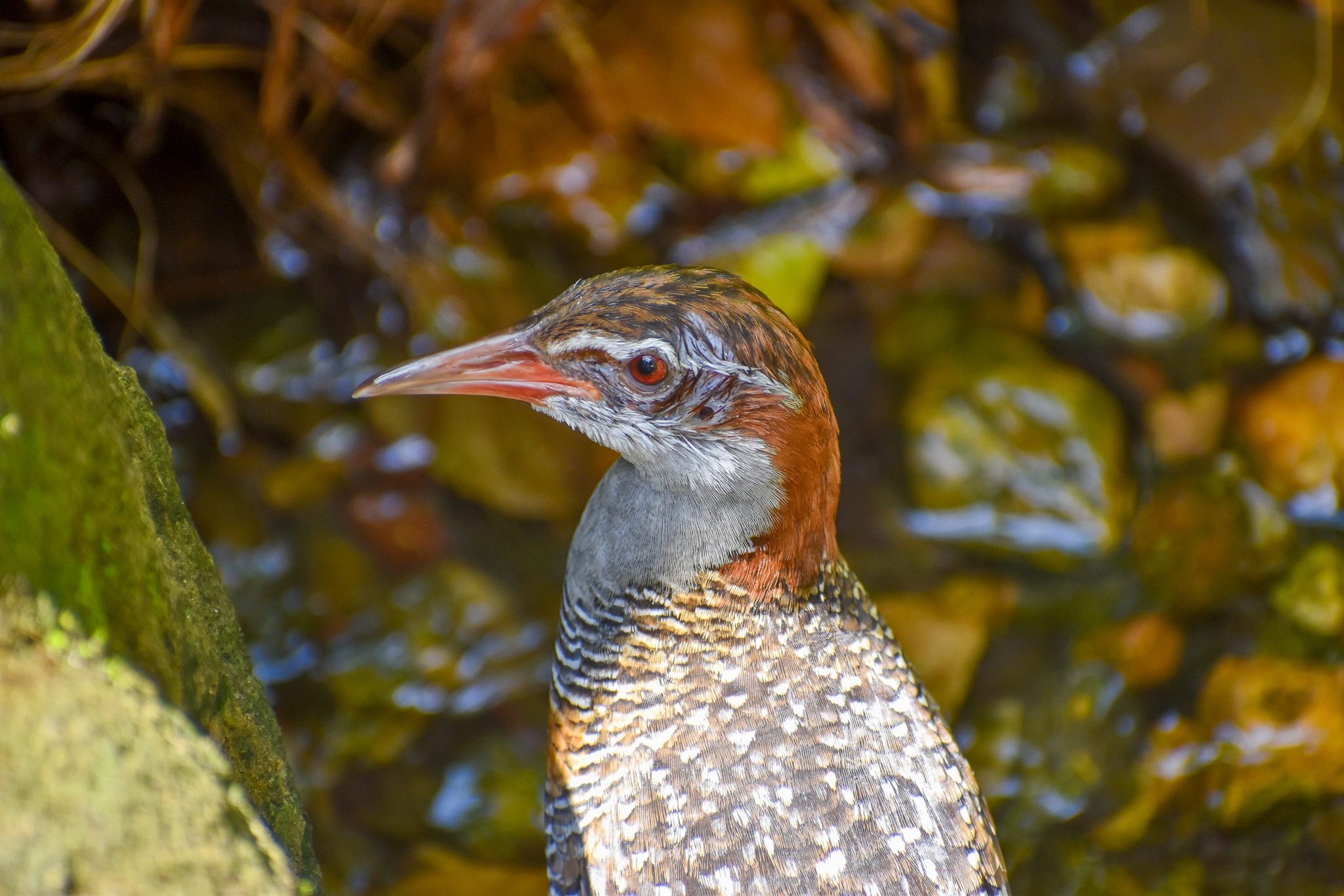 Buff-banded Rail (Gallirallus philippensis)