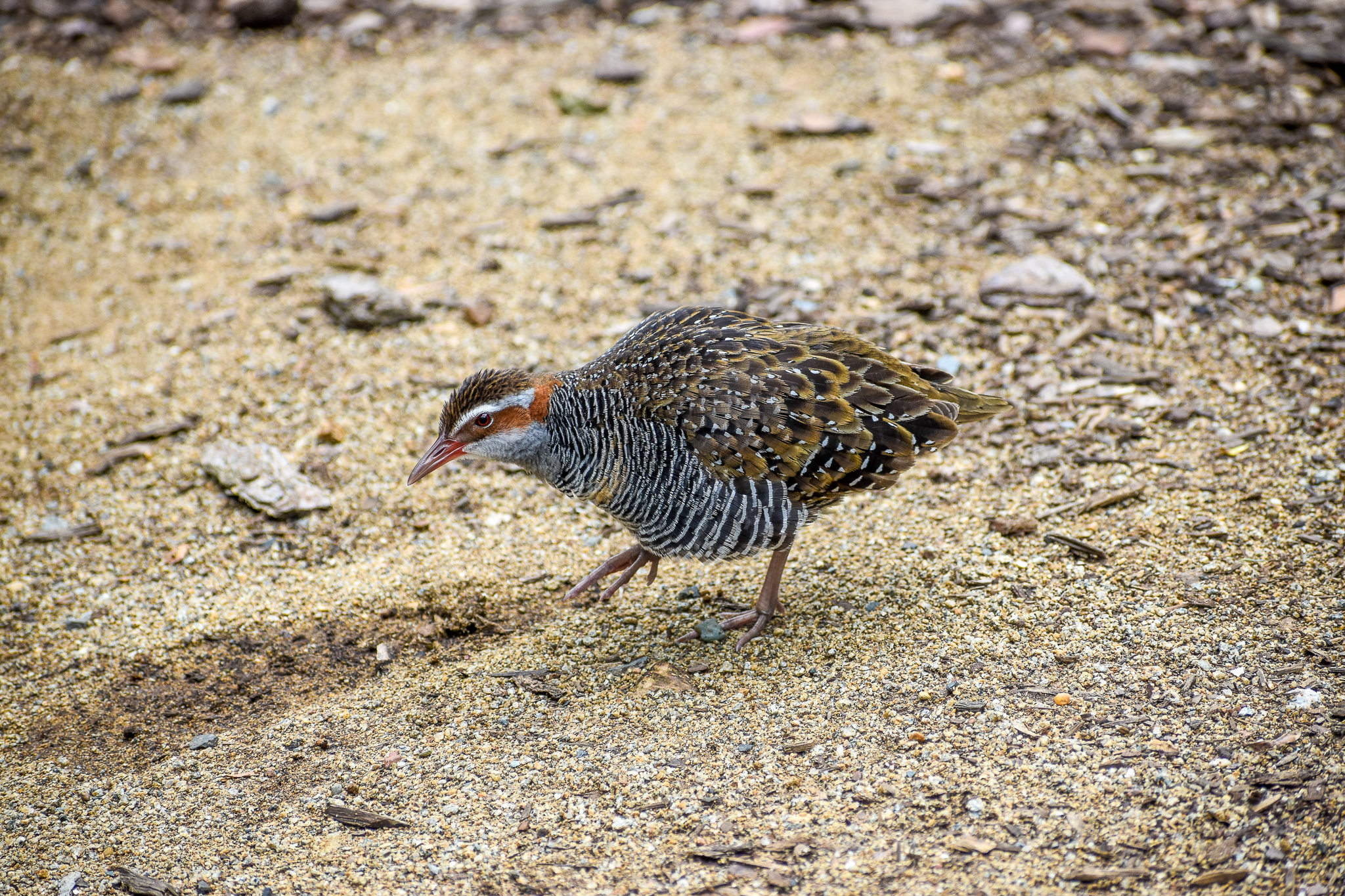 Buff-banded Rail (Gallirallus philippensis)