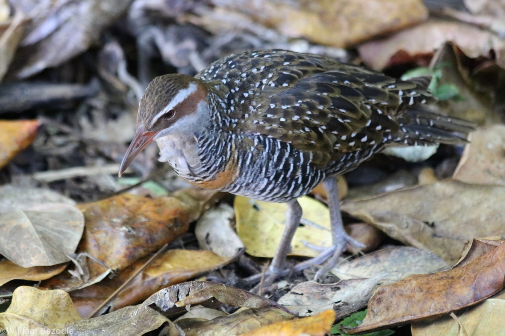 Buff-banded Rail - Green Island