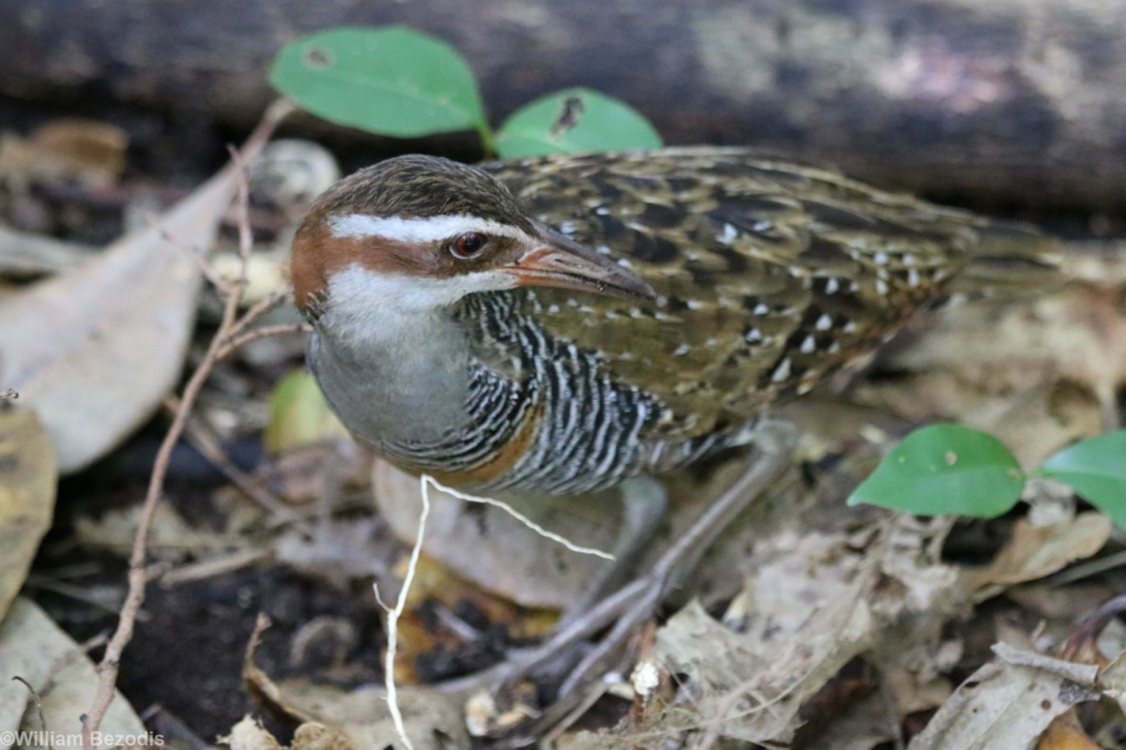 Buff-banded Rail - Green Island