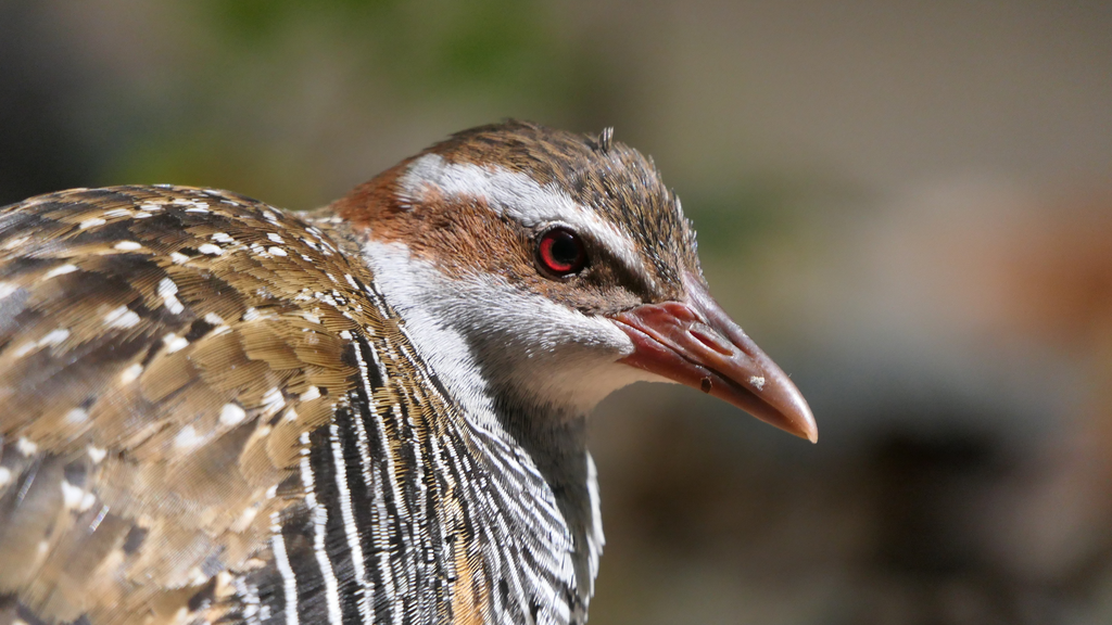 Buff-banded Rail - Green Island