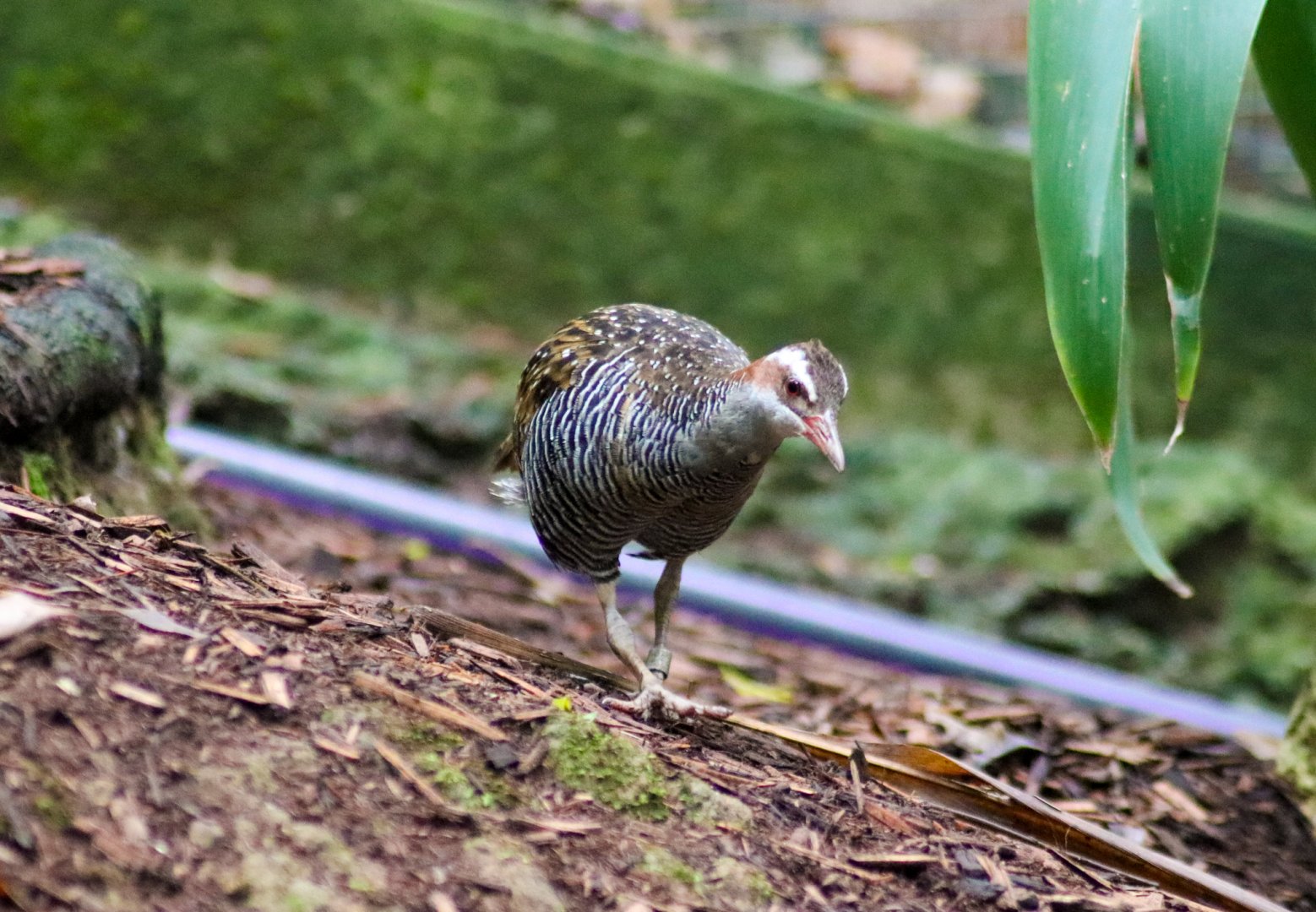 Buff-banded Rail (Hypotaenidia philippensis)