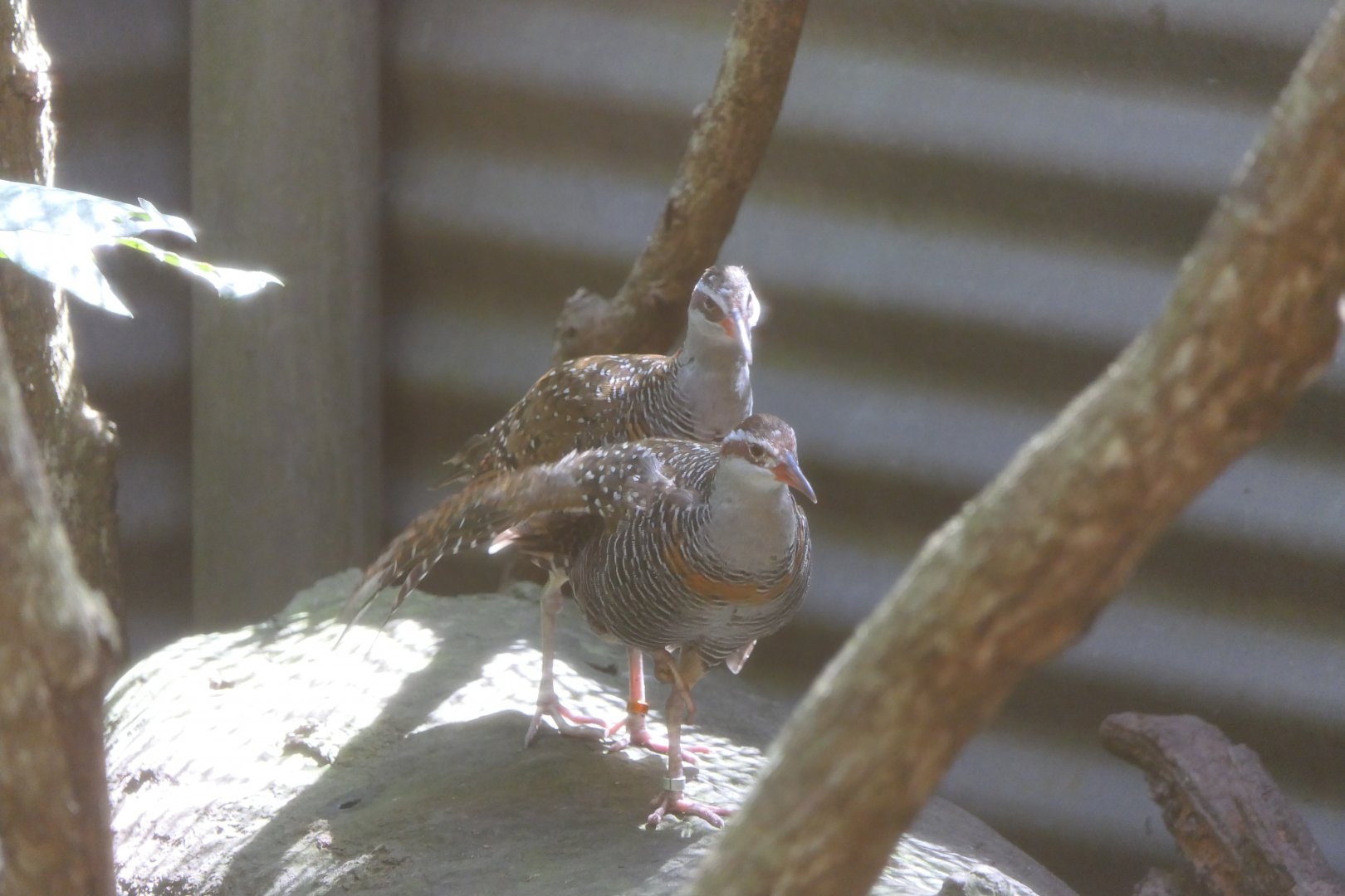 Buff-banded Rail (Hypotaenidia philippensis)