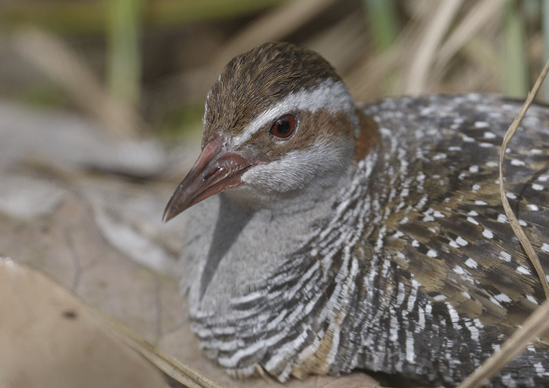 Buff-banded rail