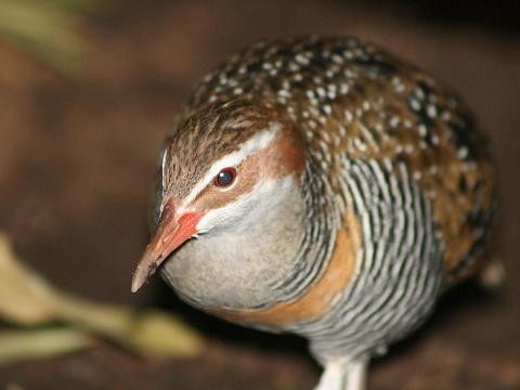 Buff-banded Rail