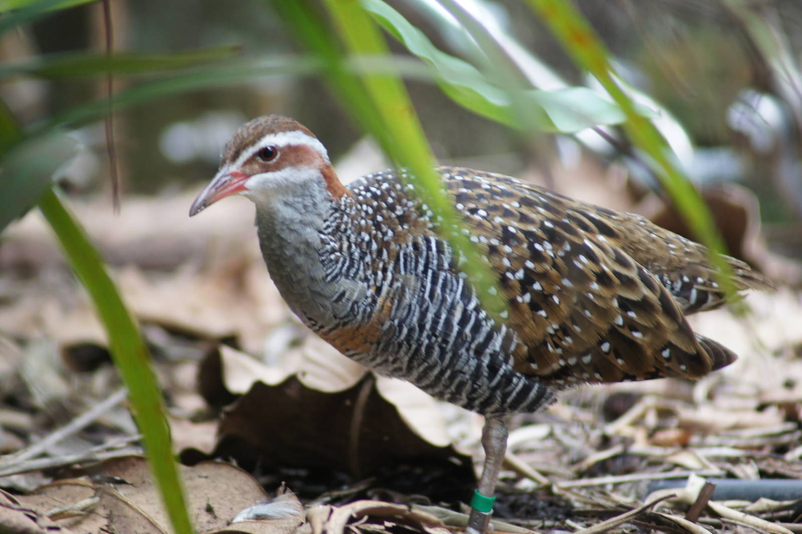 Buff-banded rail