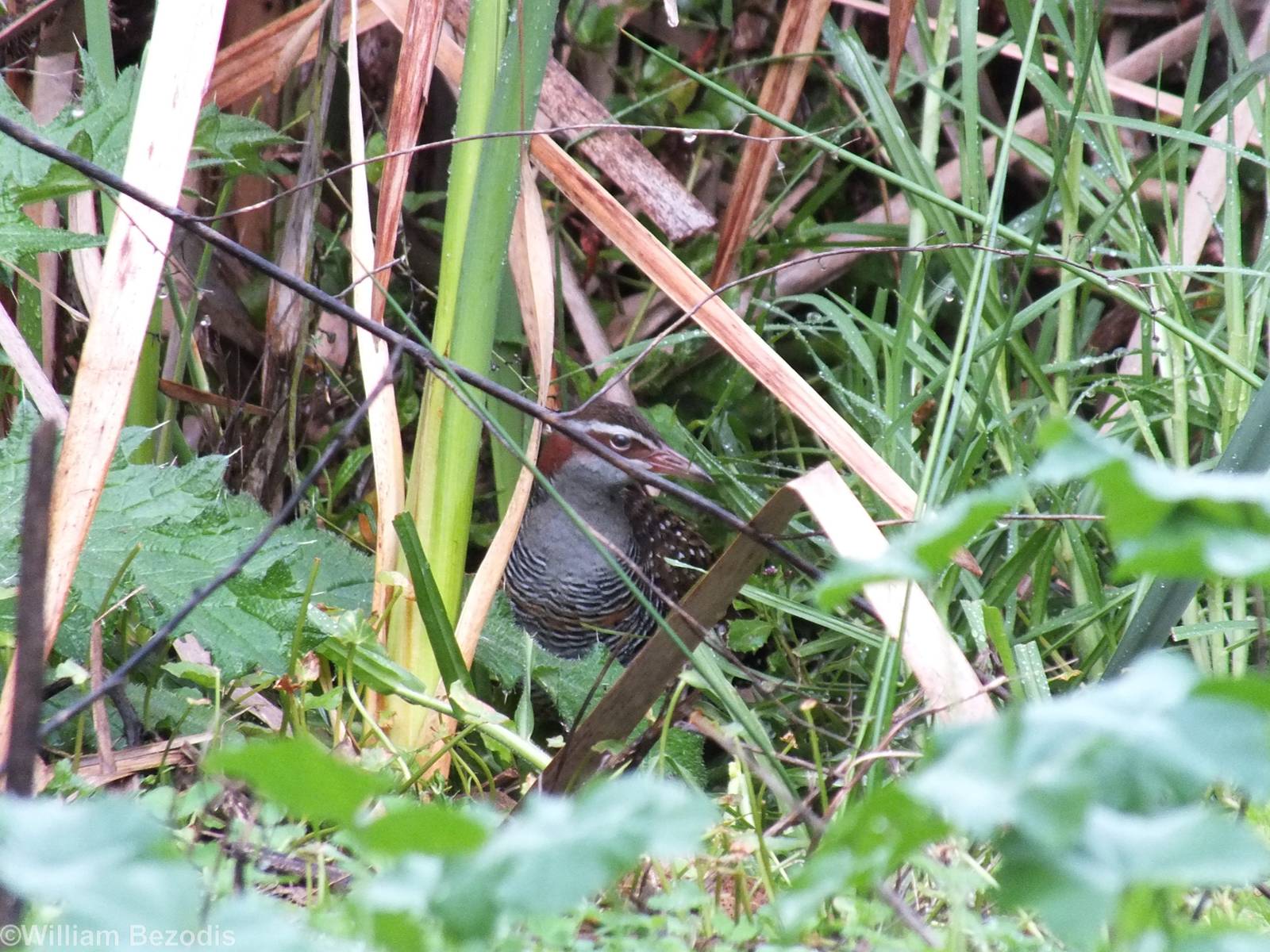 Buff-banded Rail