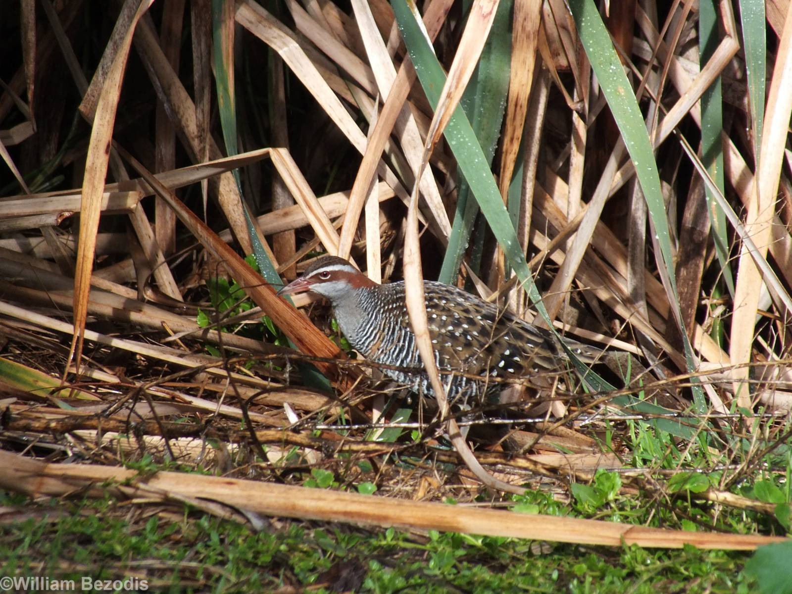 Buff-banded Rail