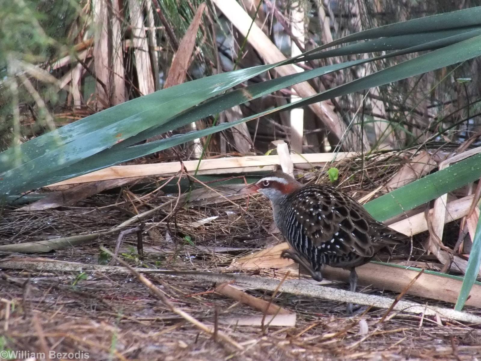 Buff-banded Rail
