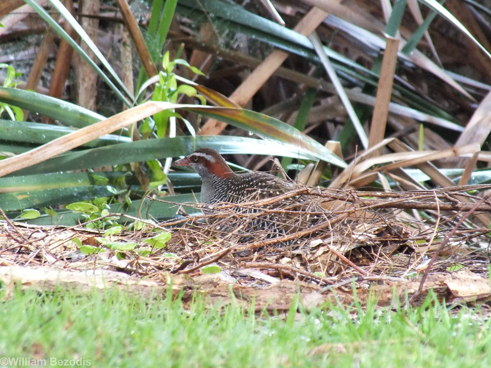 Buff-banded Rail