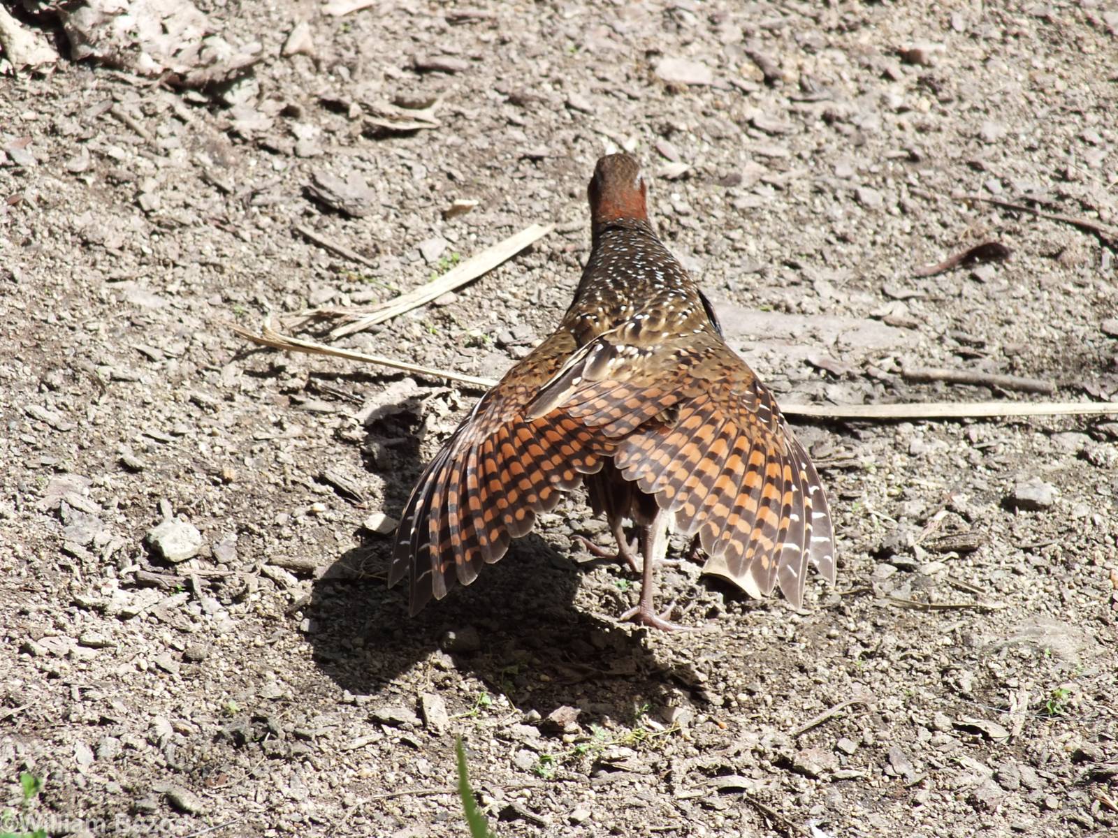 Buff-banded Rail