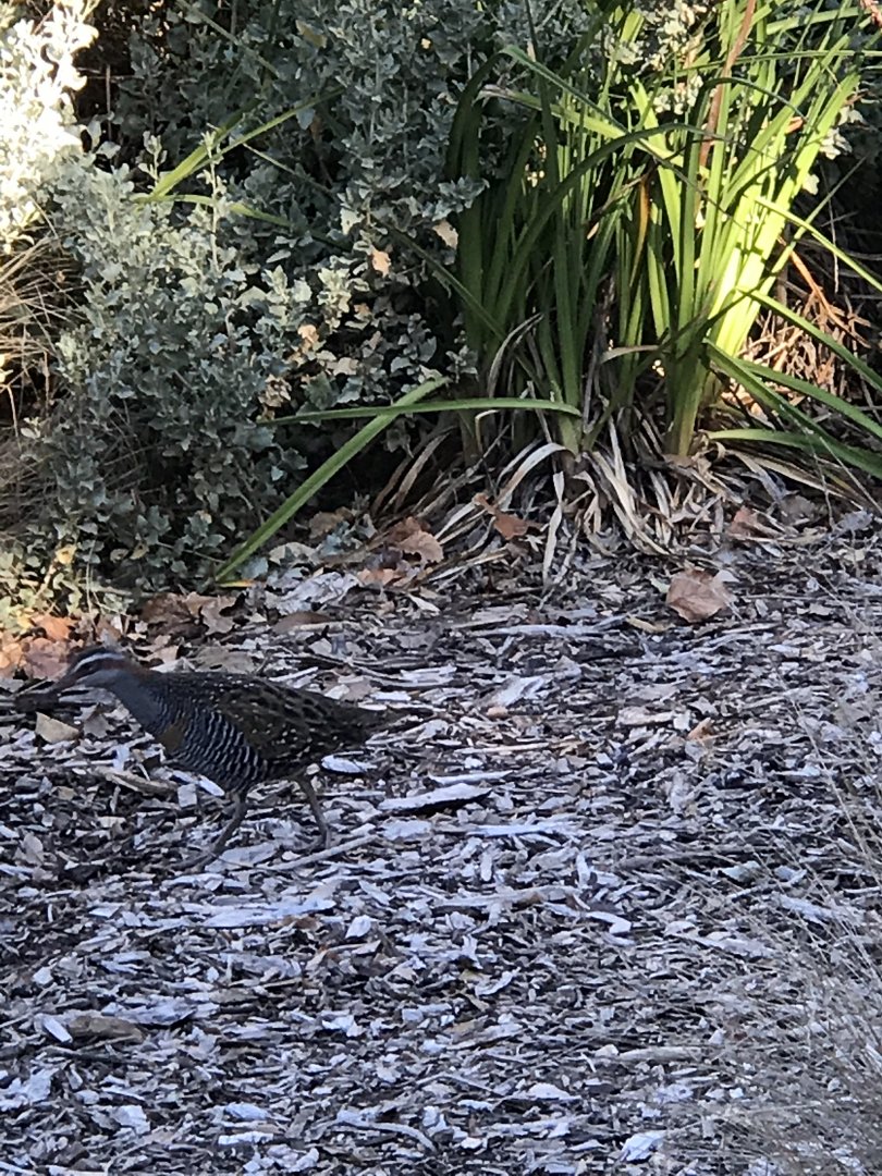 Buff Banded Rail
