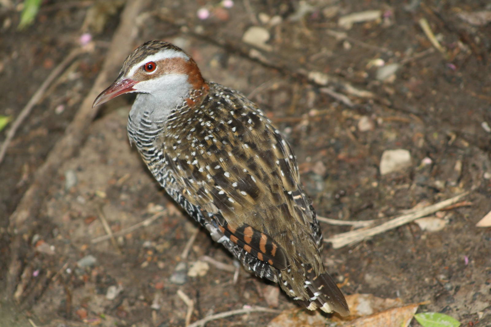 Buff Banded Rail