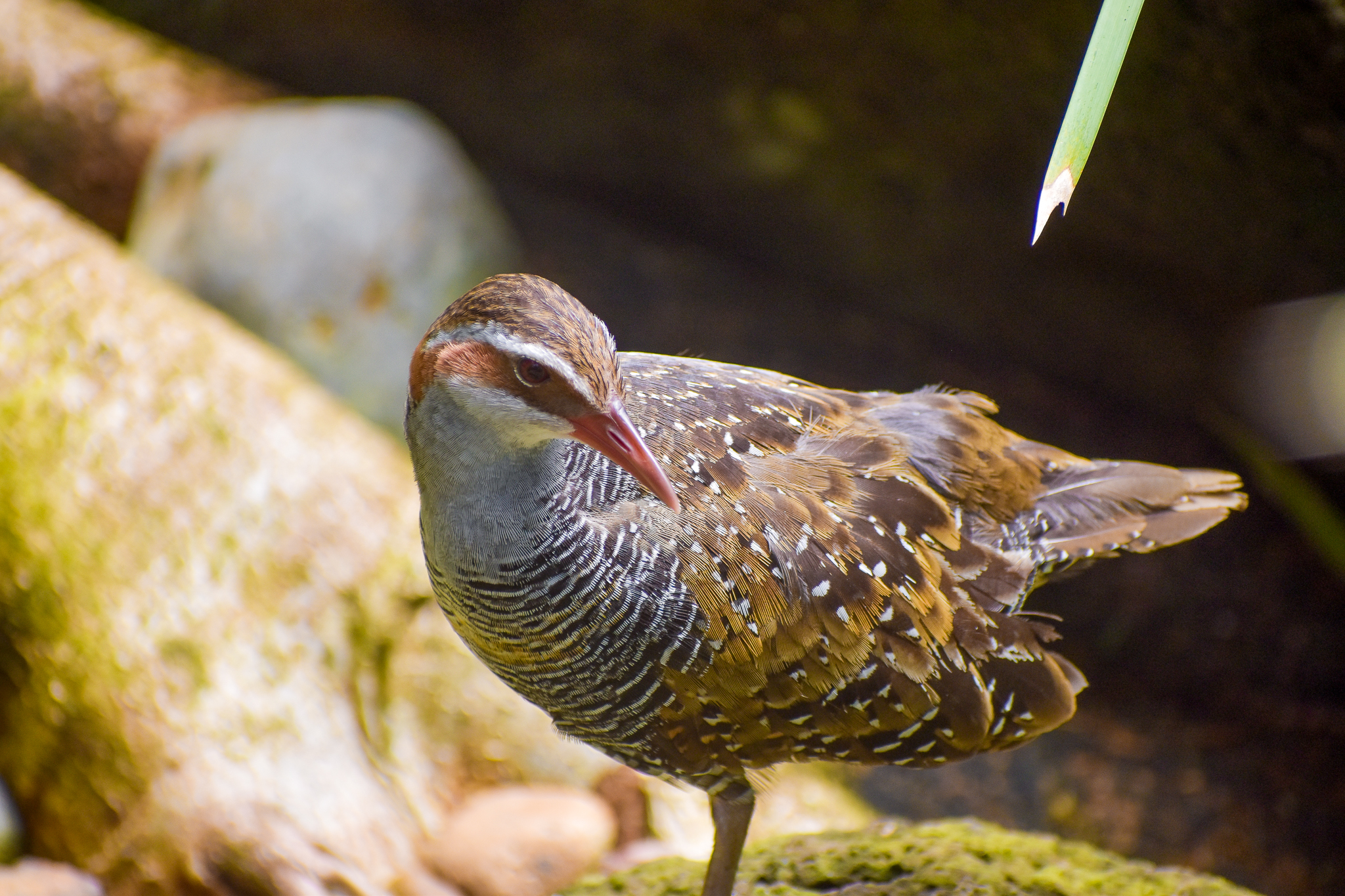 Buff-banded Rail