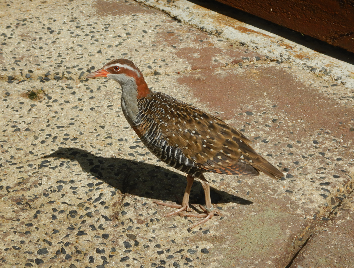 Buff-Banded Rail