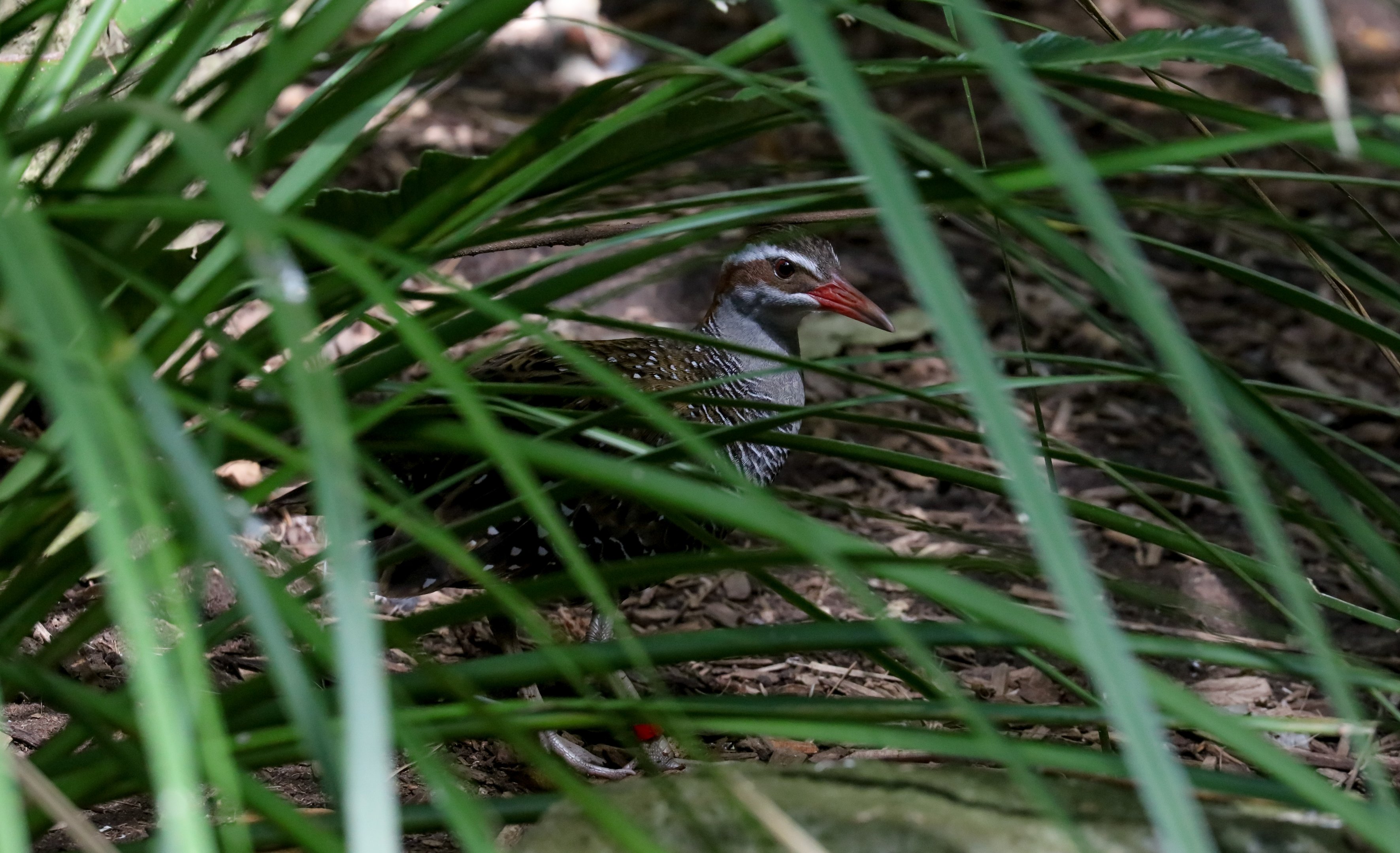 Buff-banded Rail