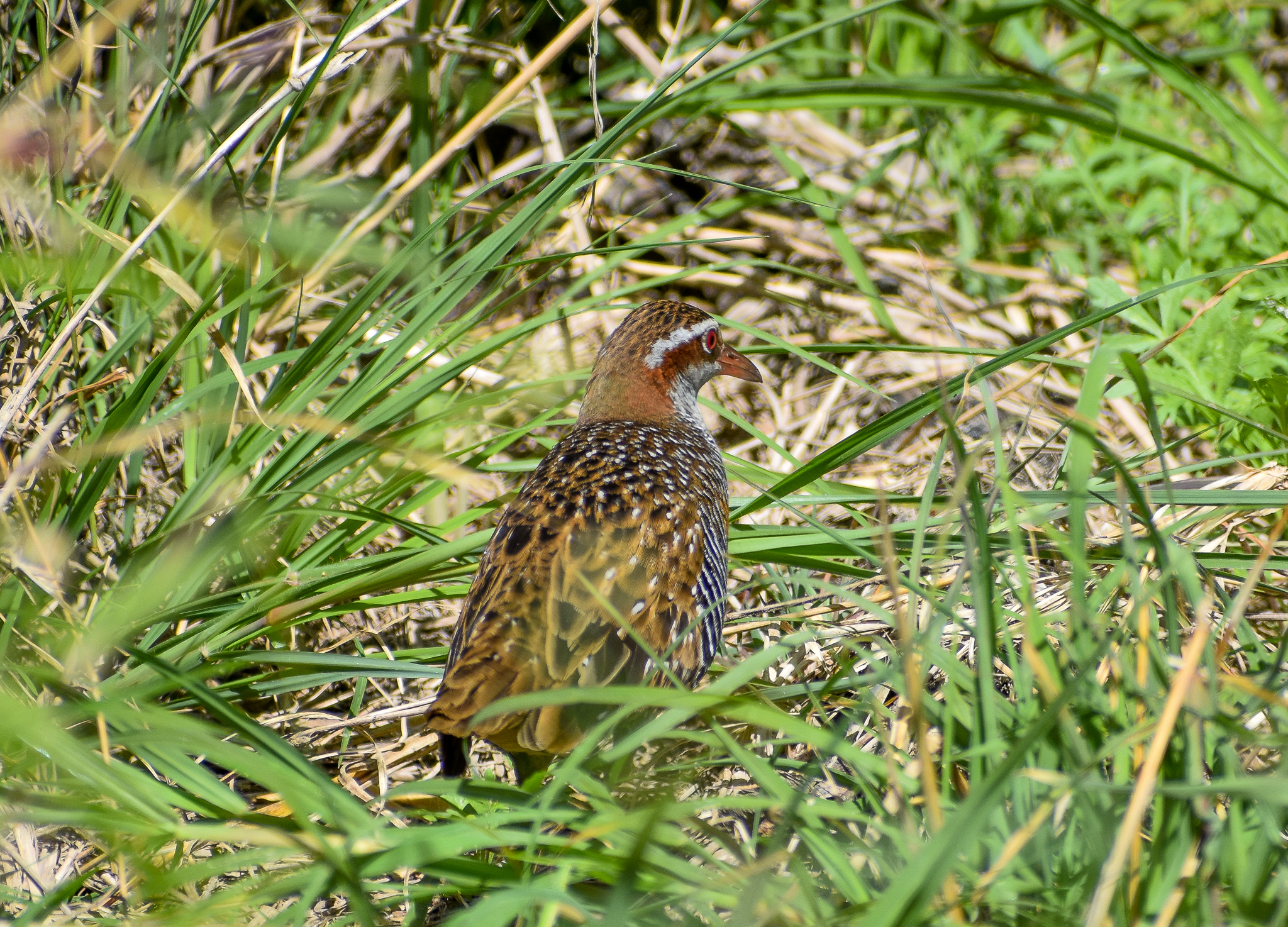 Buff-banded Rail