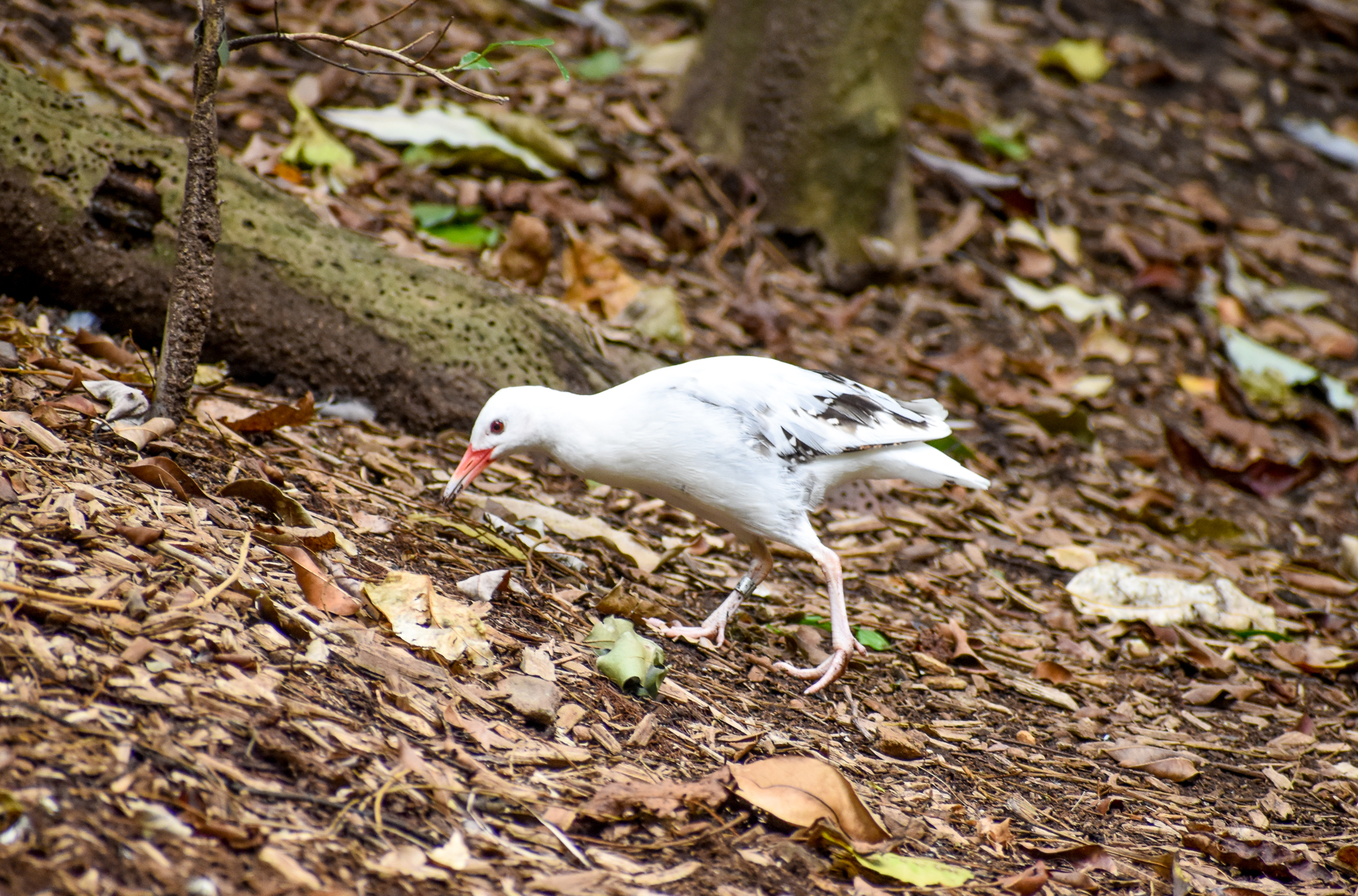 Buff-banded Rail