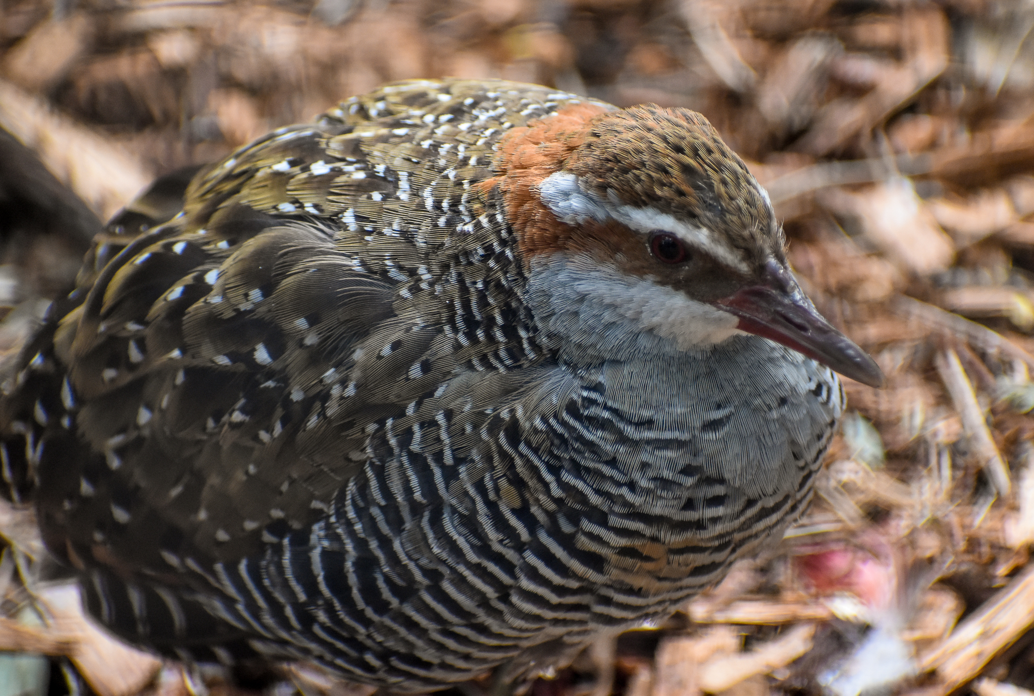 Buff-banded Rail