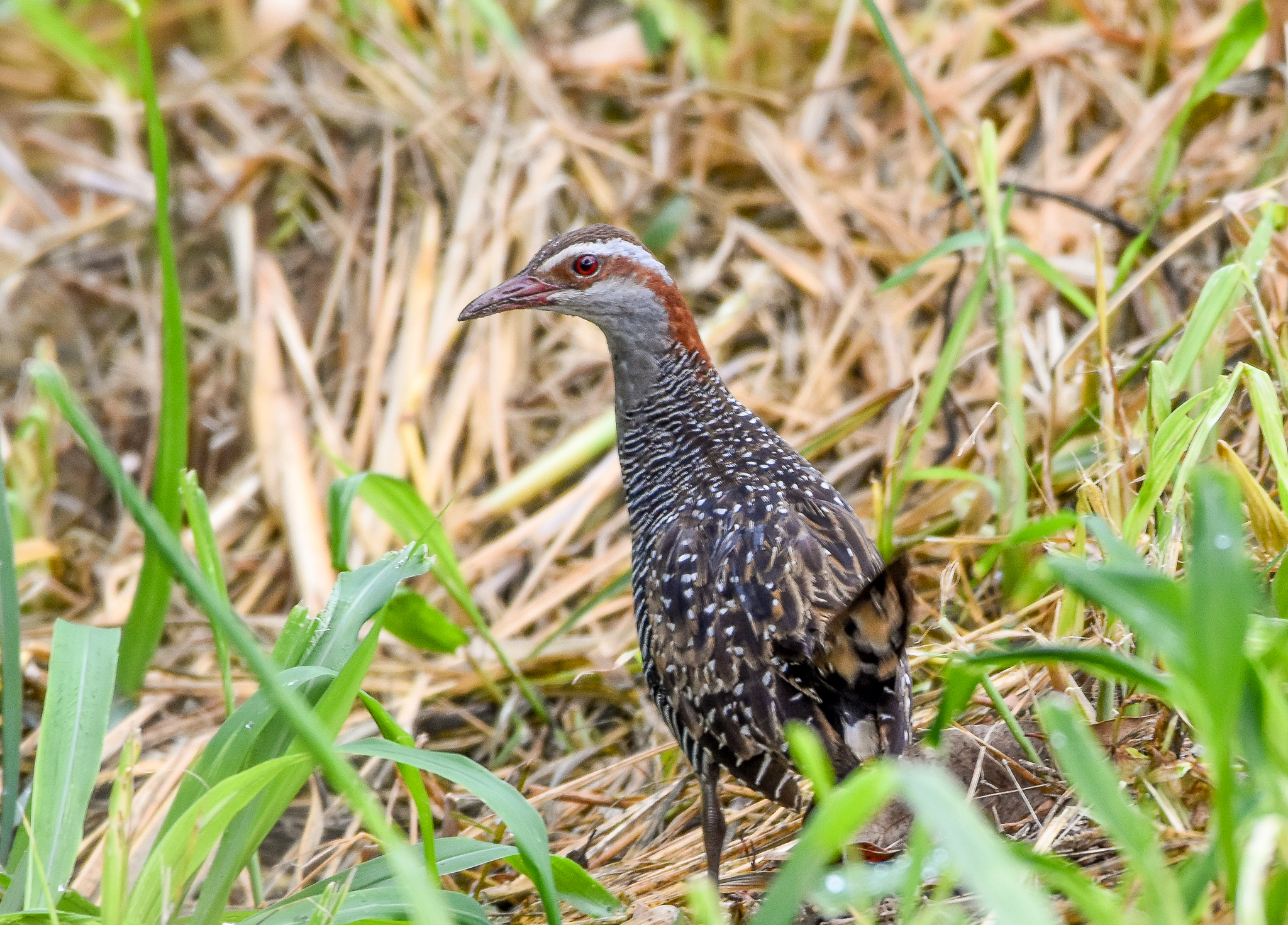 Buff-banded Rail