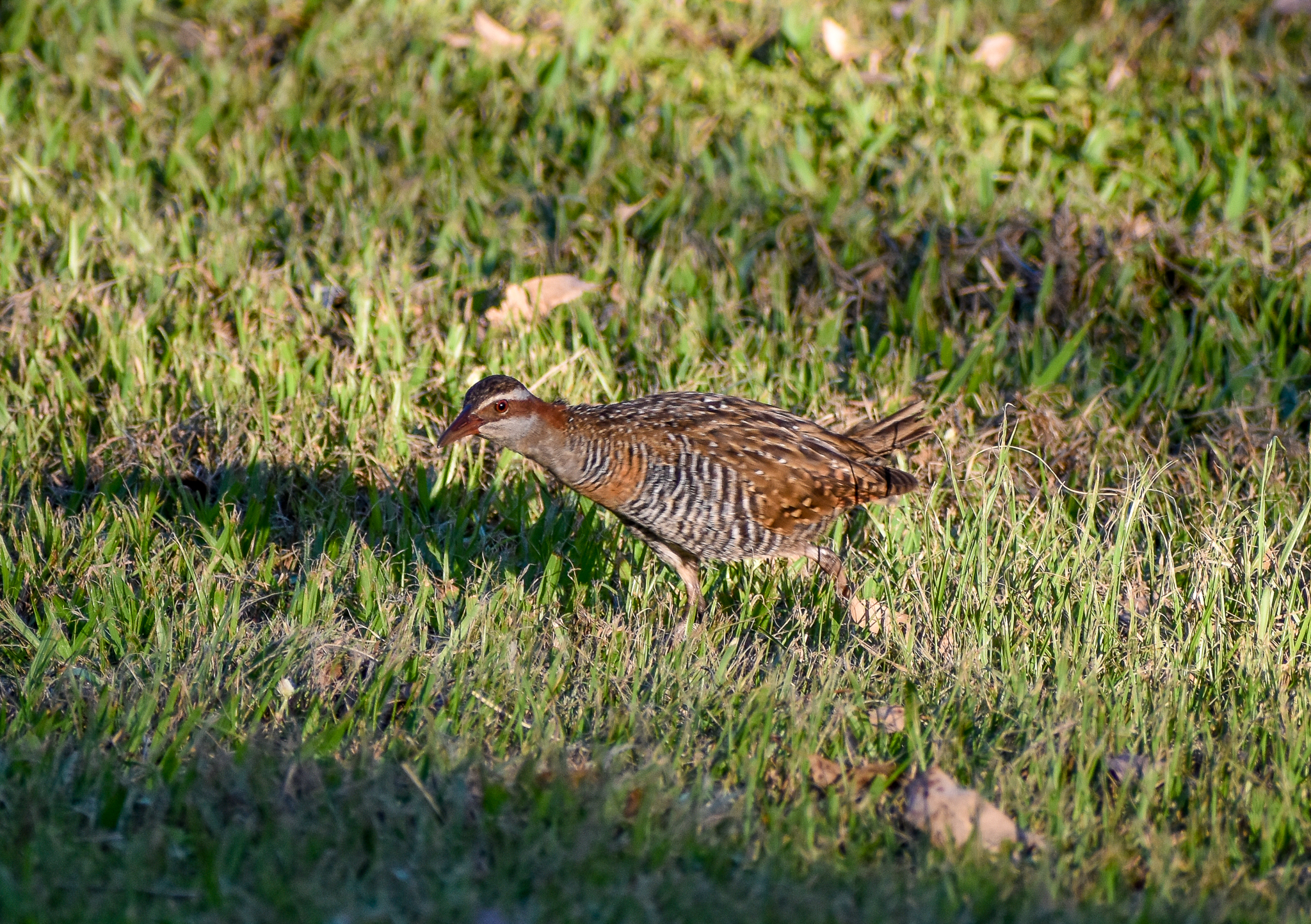 Buff-banded Rail