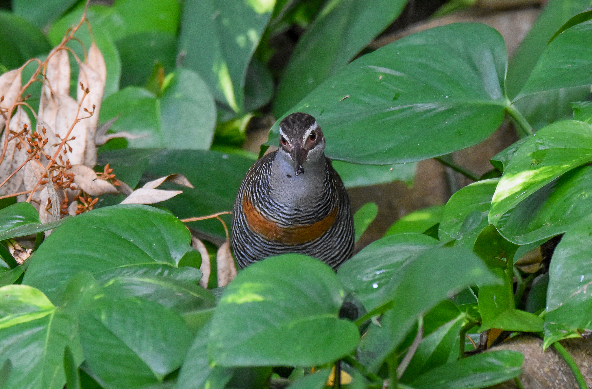 Buff-banded Rail