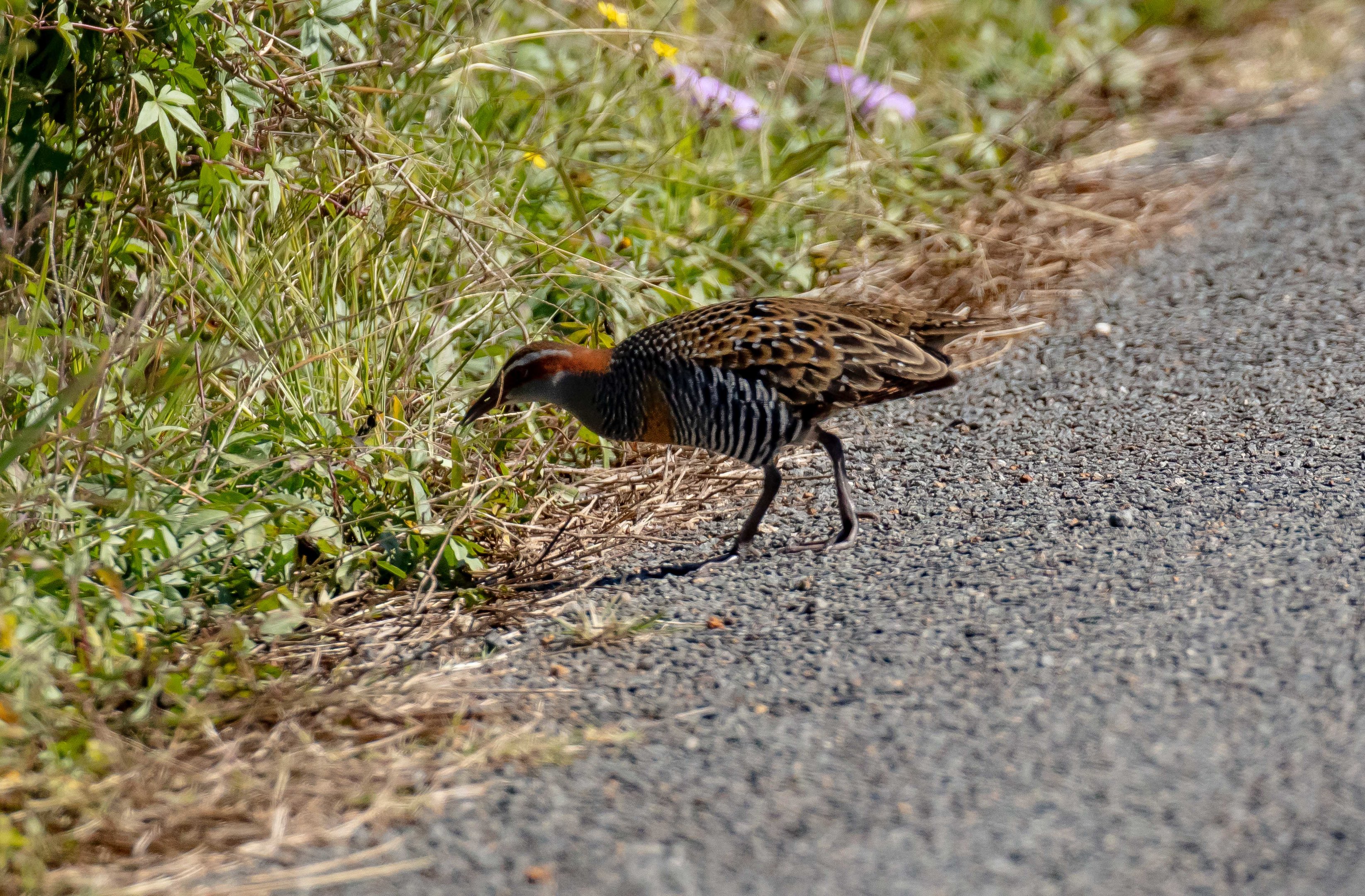 Buff-banded Rail