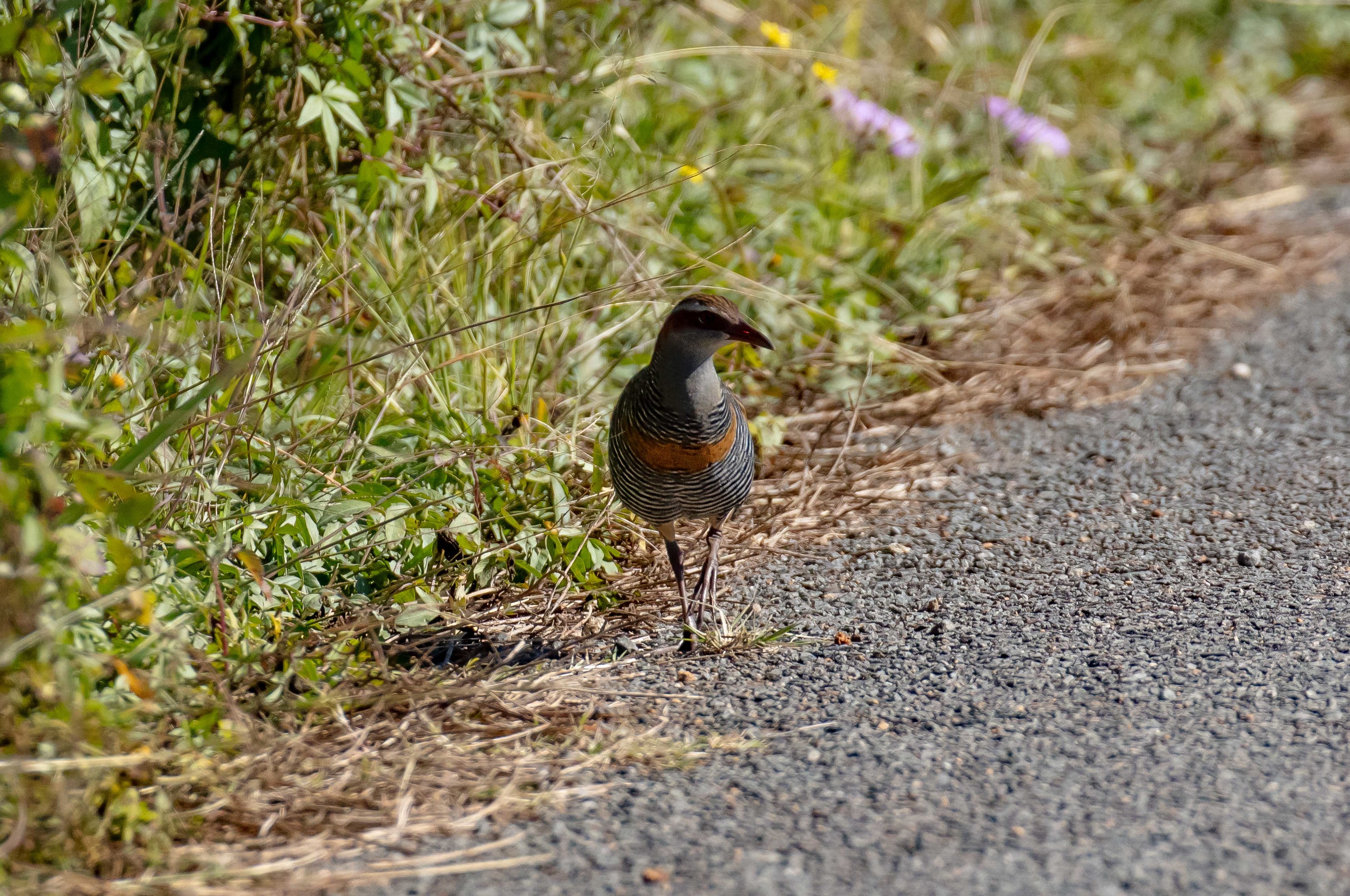 Buff-banded Rail