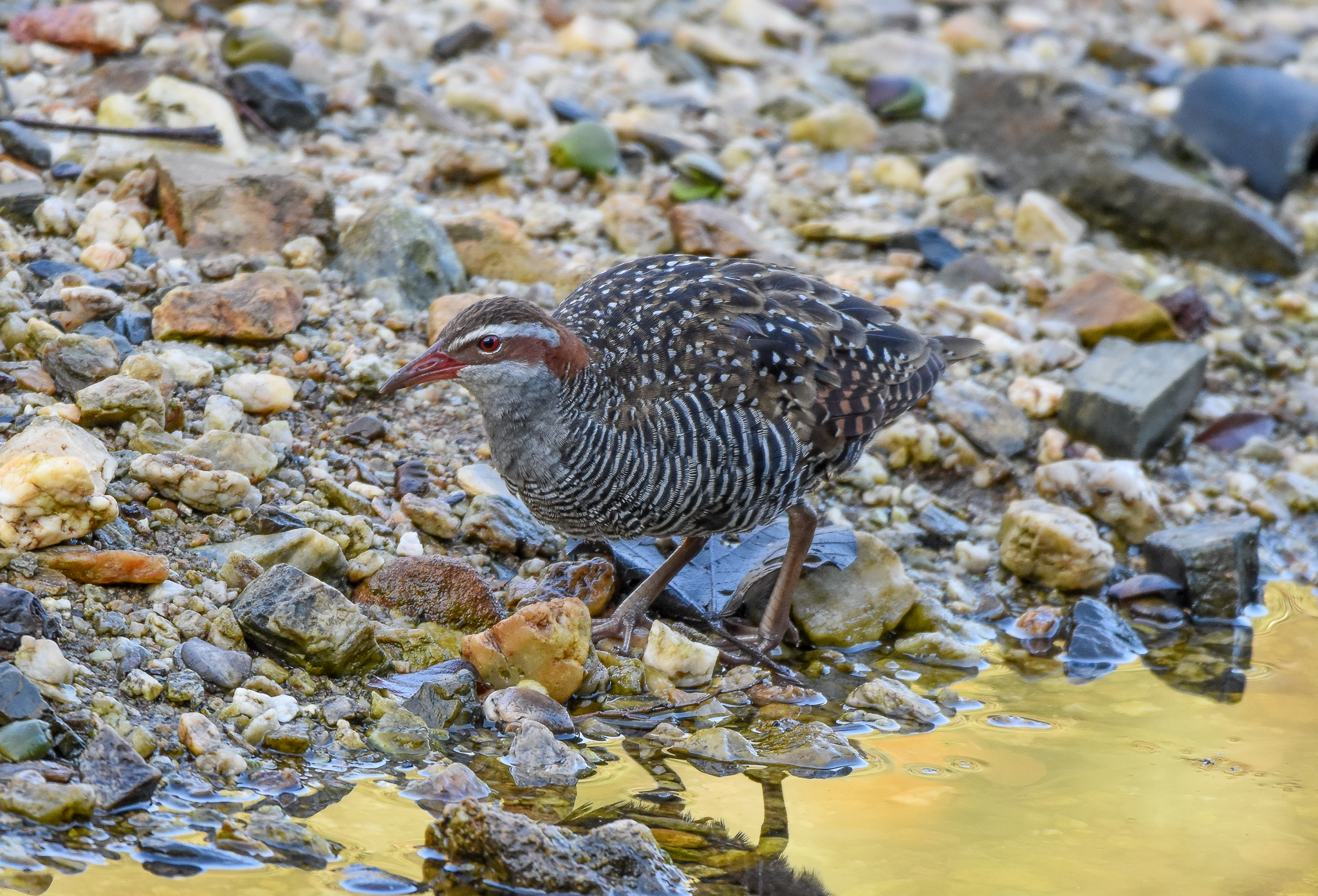 Buff-banded Rail