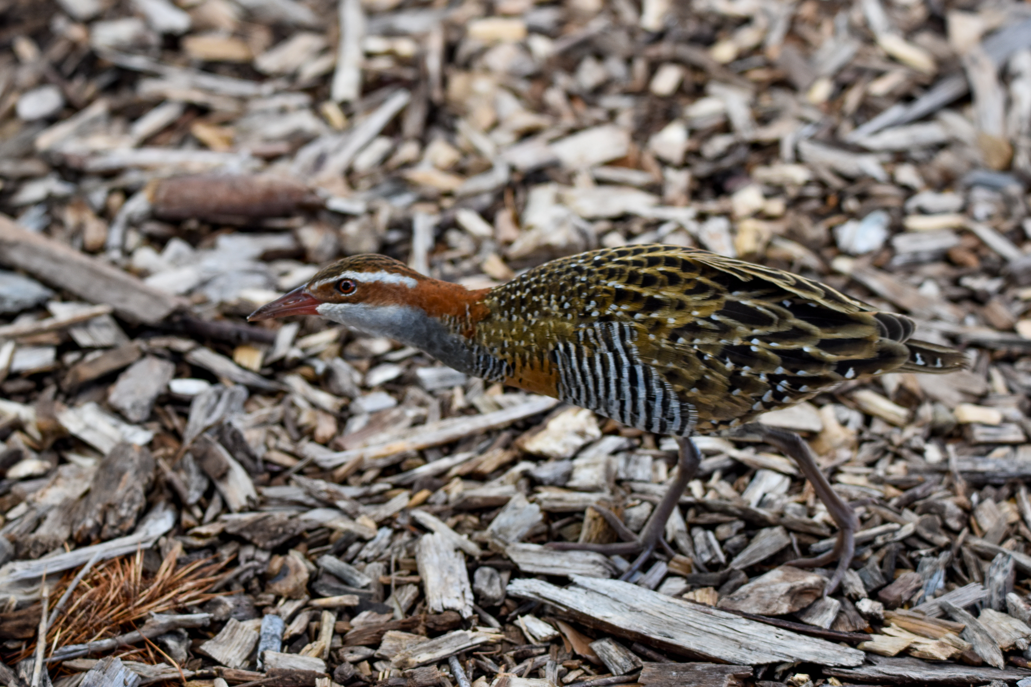 Buff-banded Rail