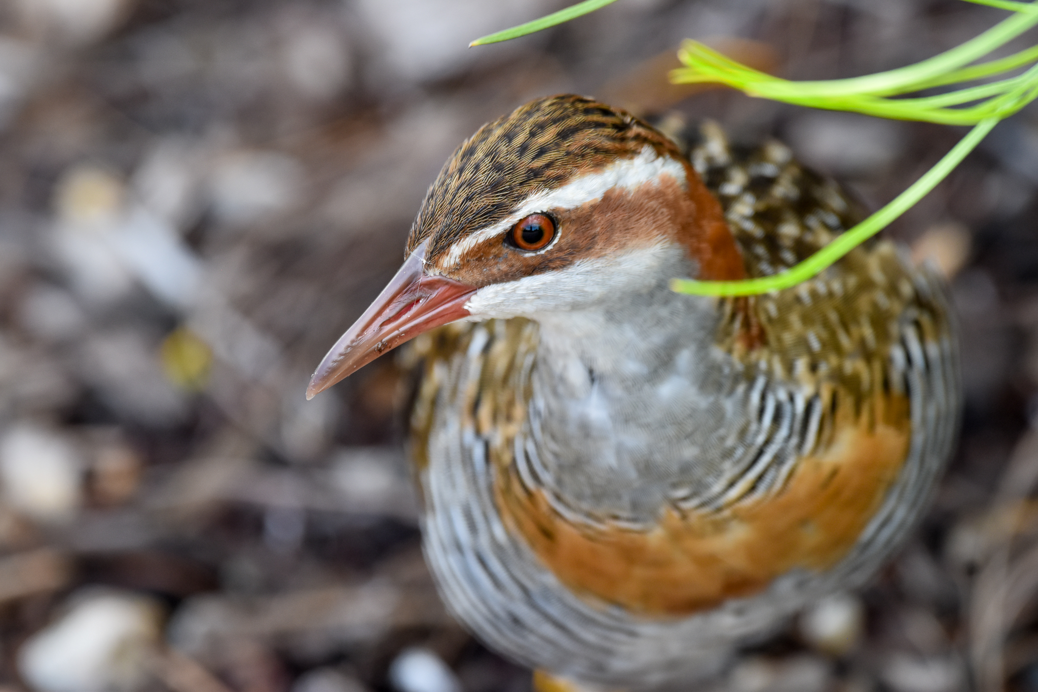 Buff-banded Rail