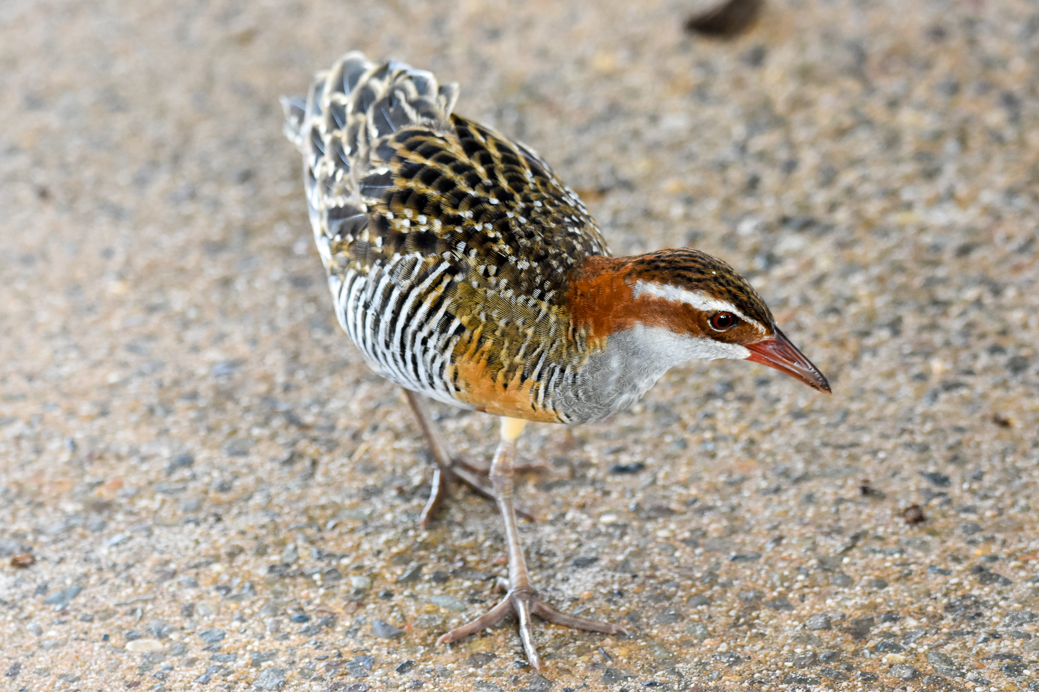 Buff-banded Rail