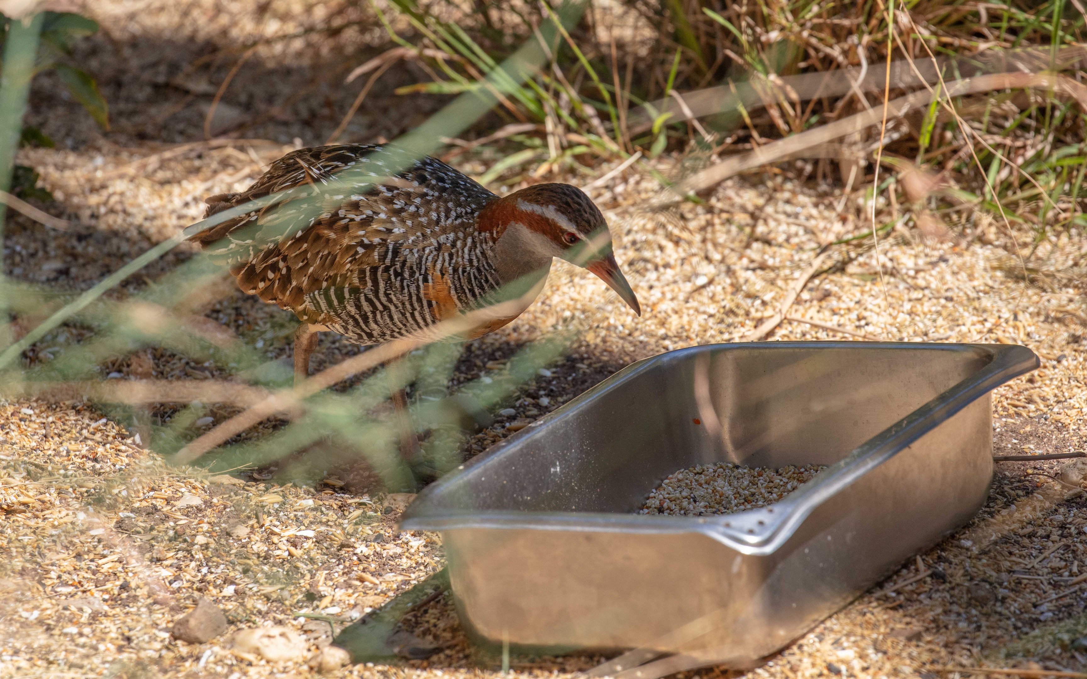 Buff-banded Rail