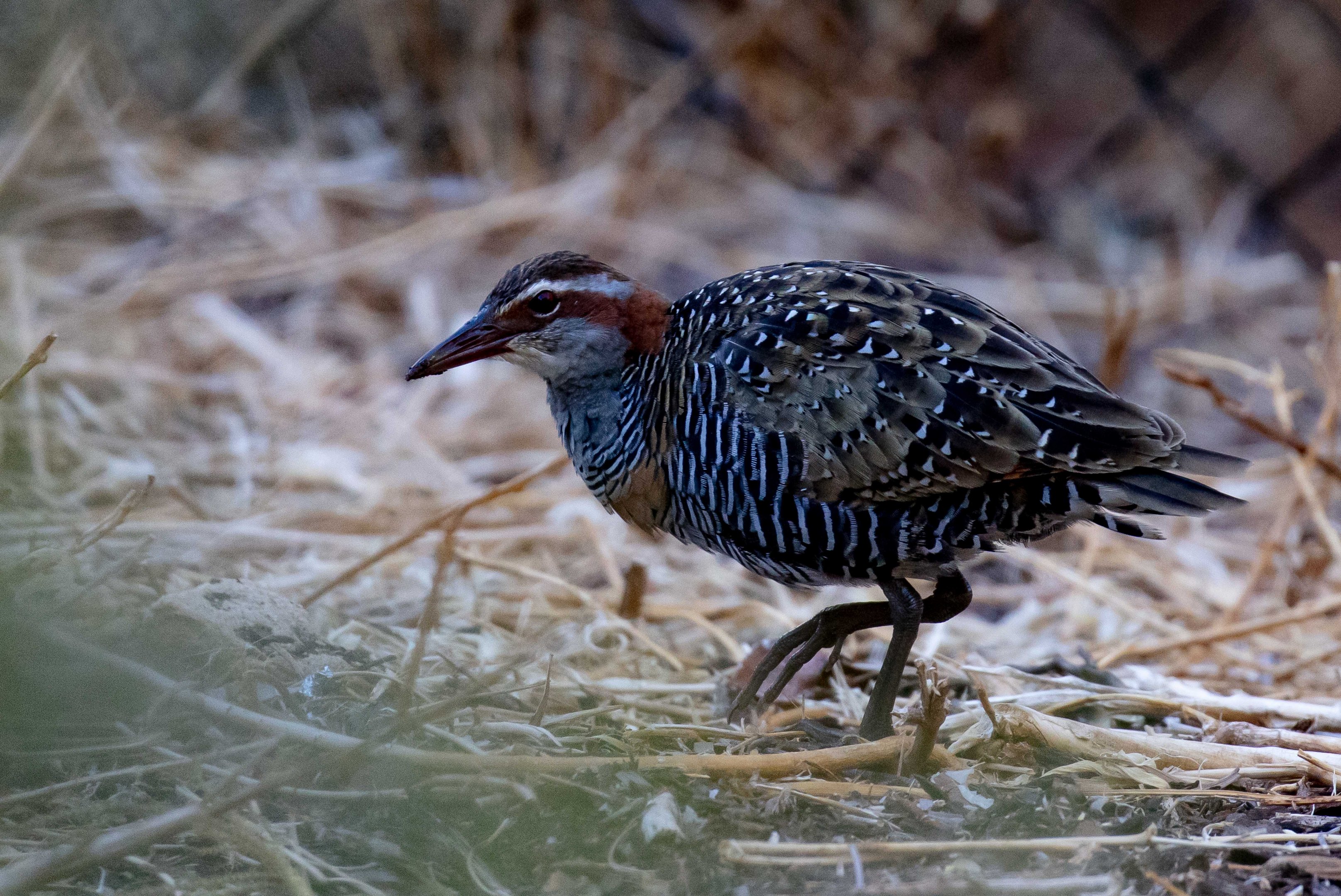 Buff-banded Rail