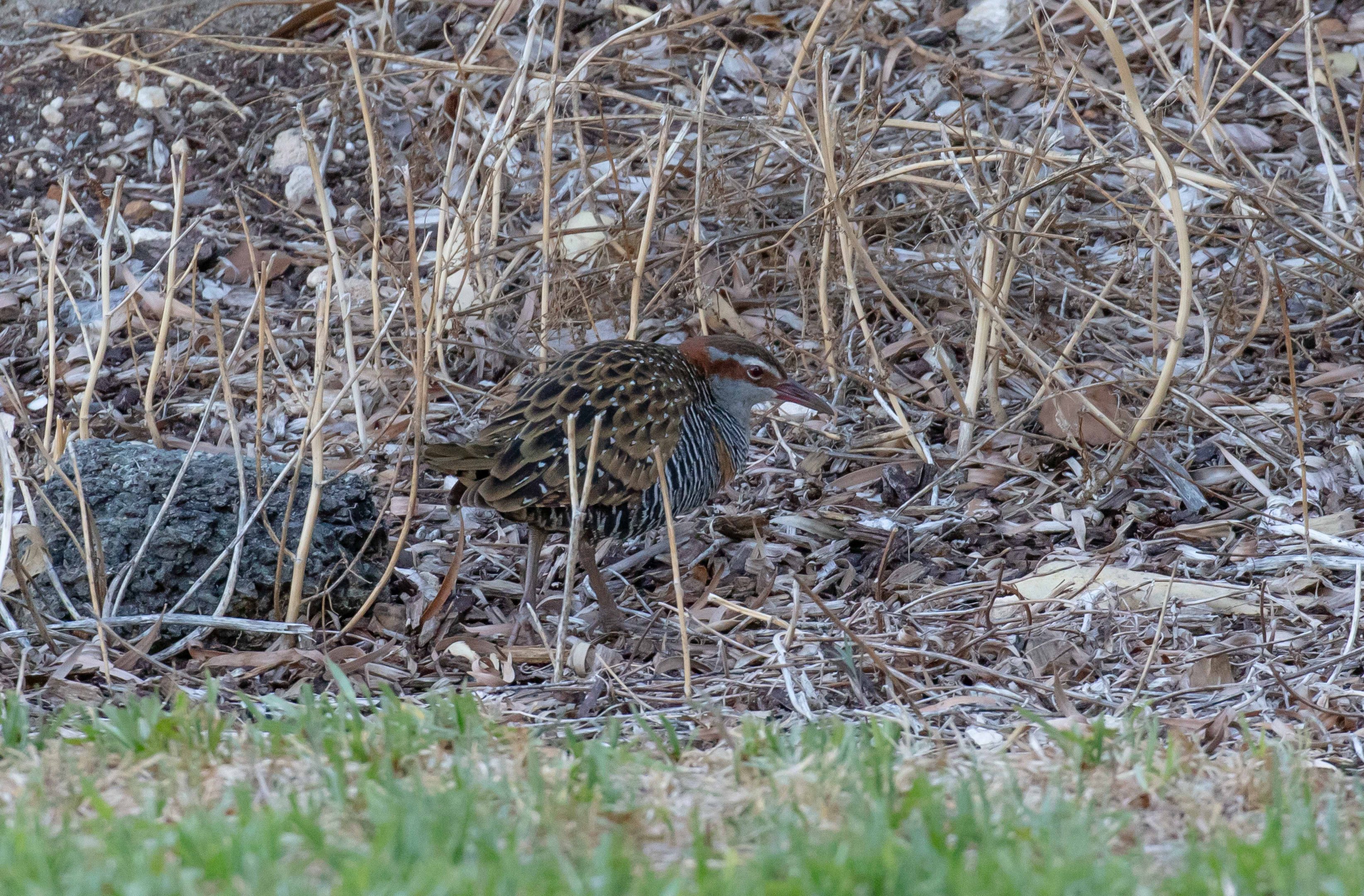 Buff-banded Rail