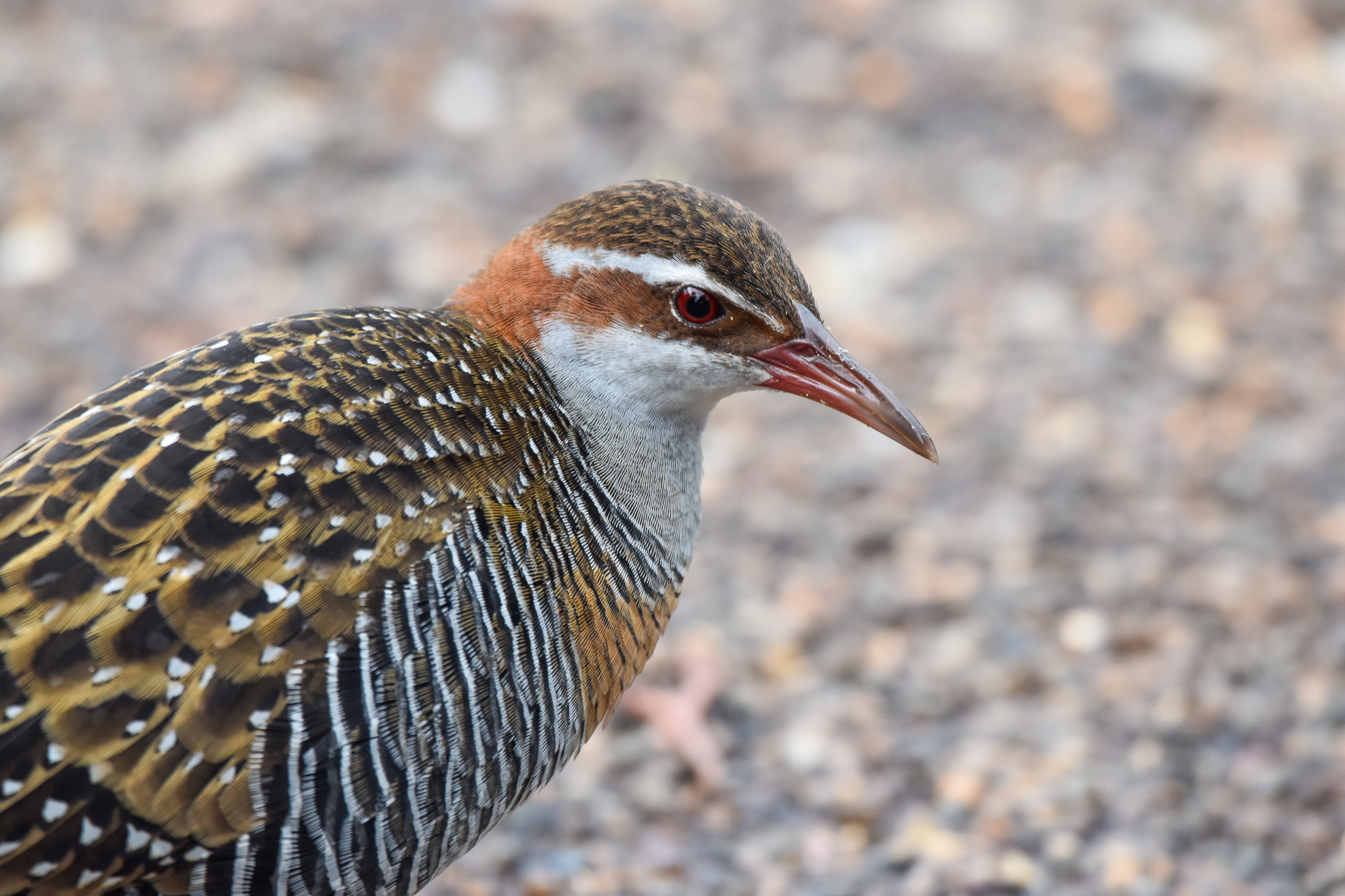 Buff-banded Rail
